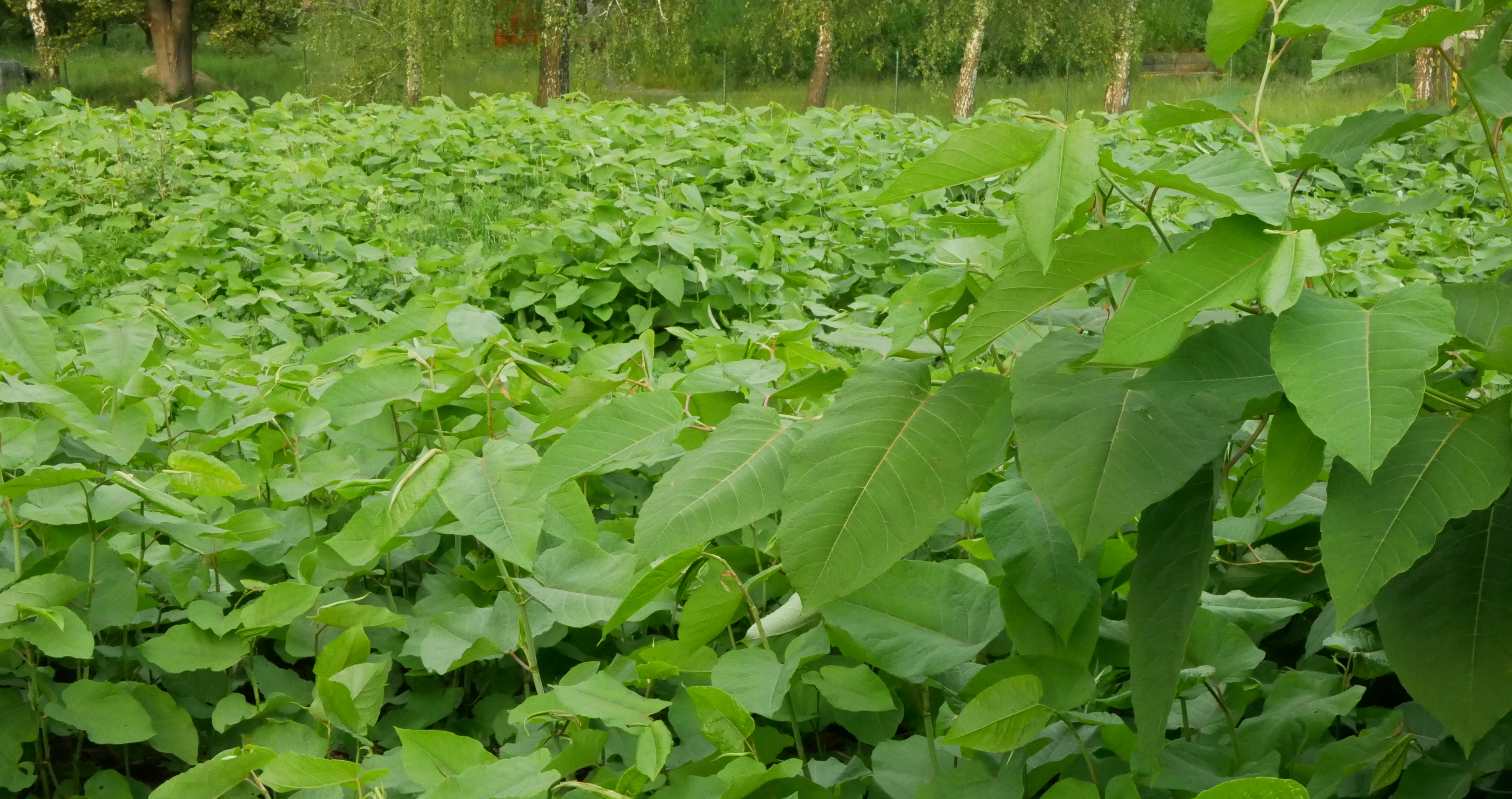 Destroy invasive species plant Japanese Knotweed