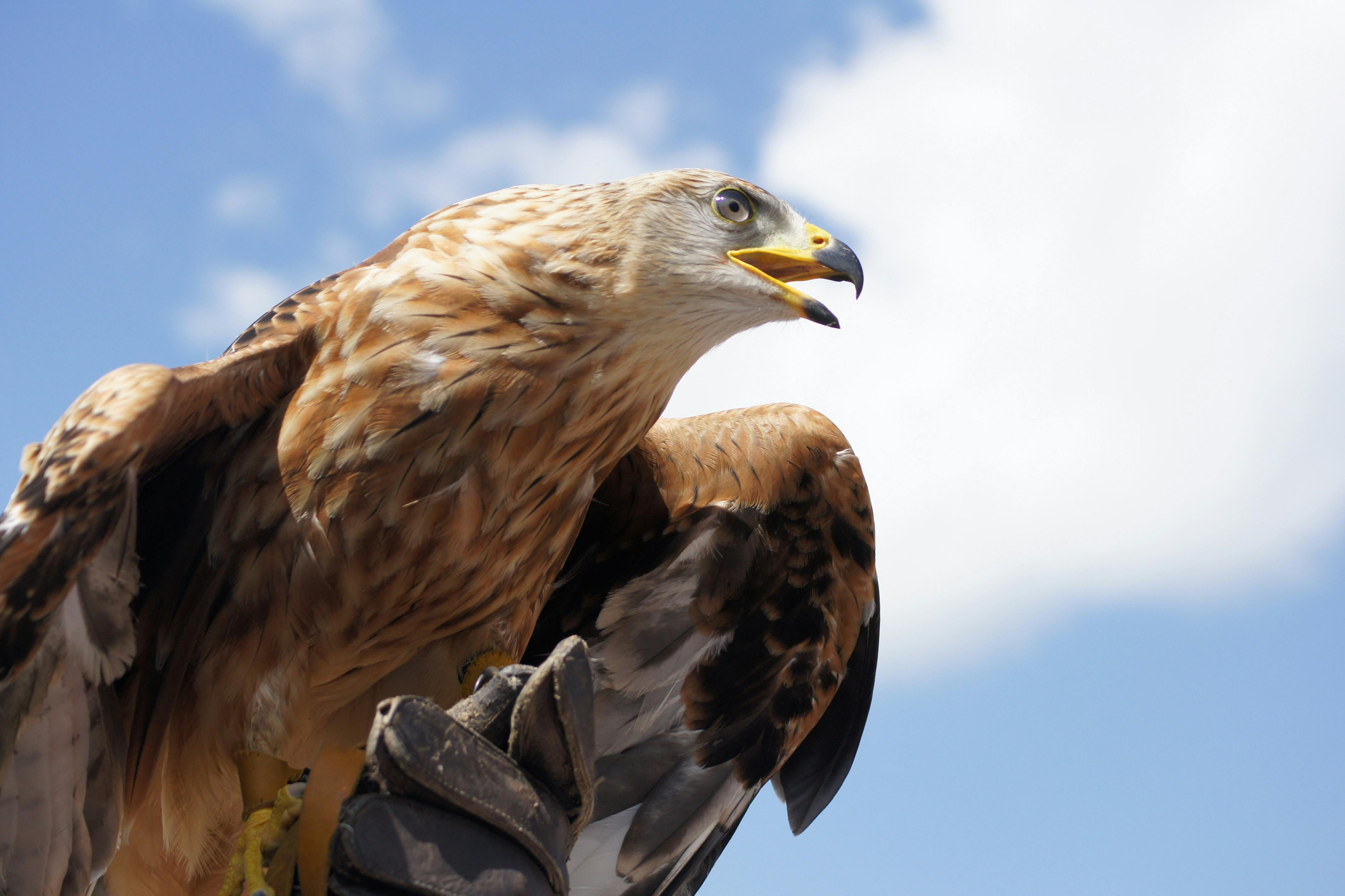 Golden eagle attacks