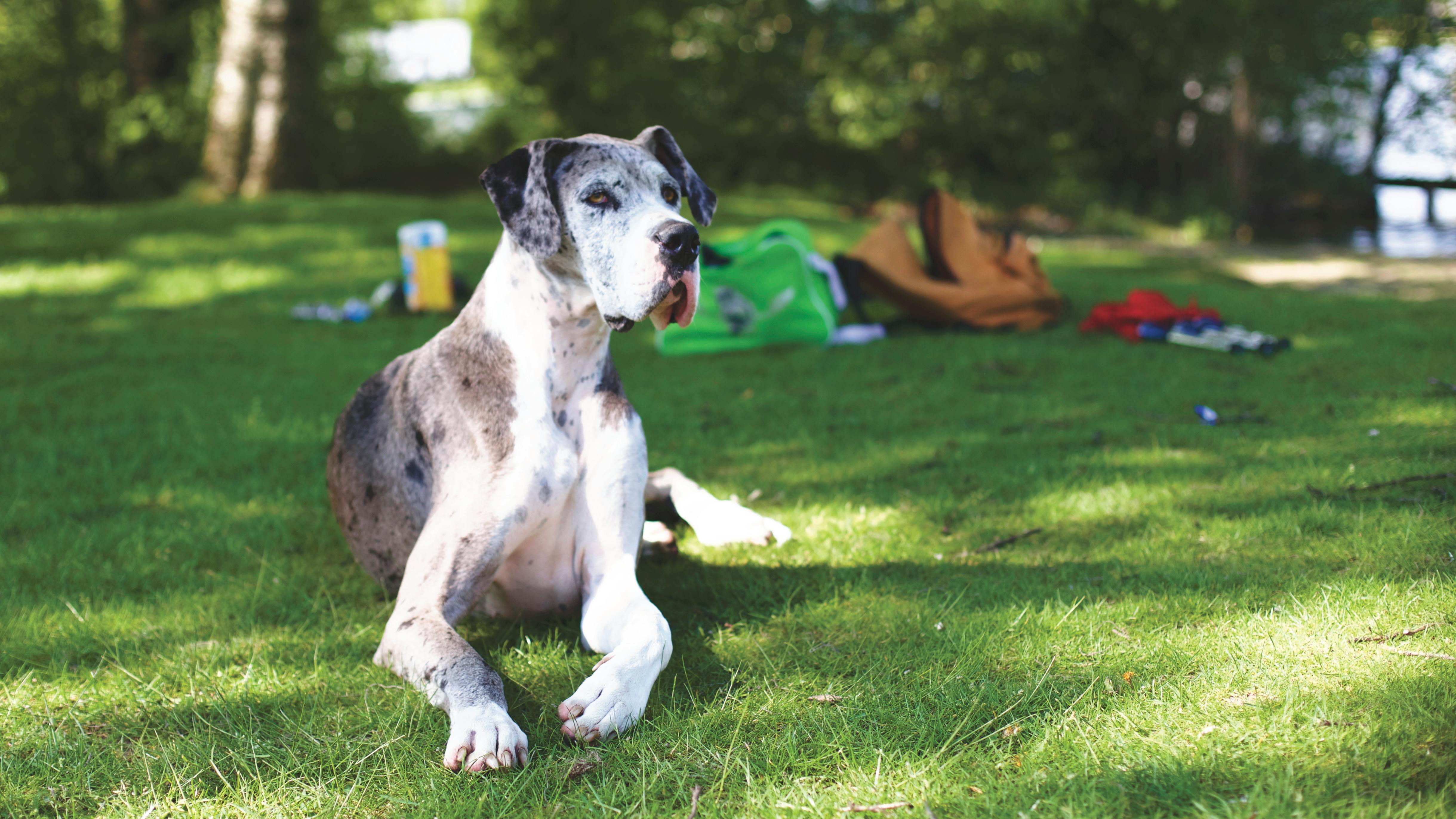 Great Dane one of five breeds you should never own