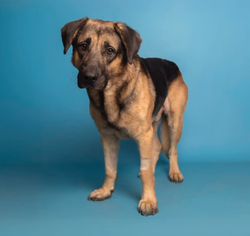Junum the stray dog