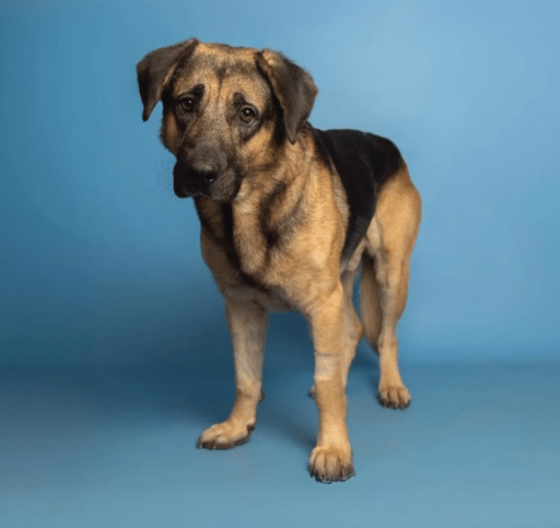 Junum the stray dog