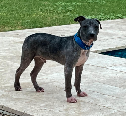 Steven the puppy with mange