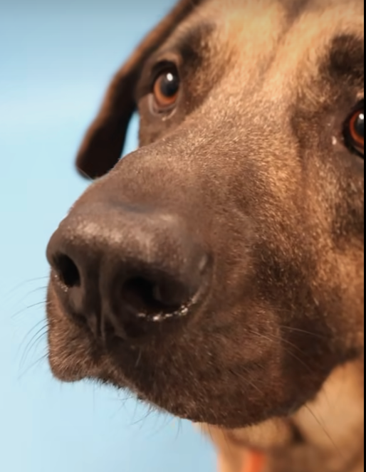 Stray dog survives