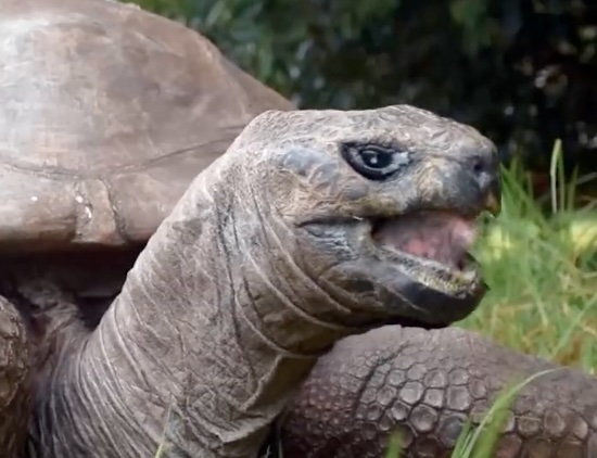 The oldest living land animal