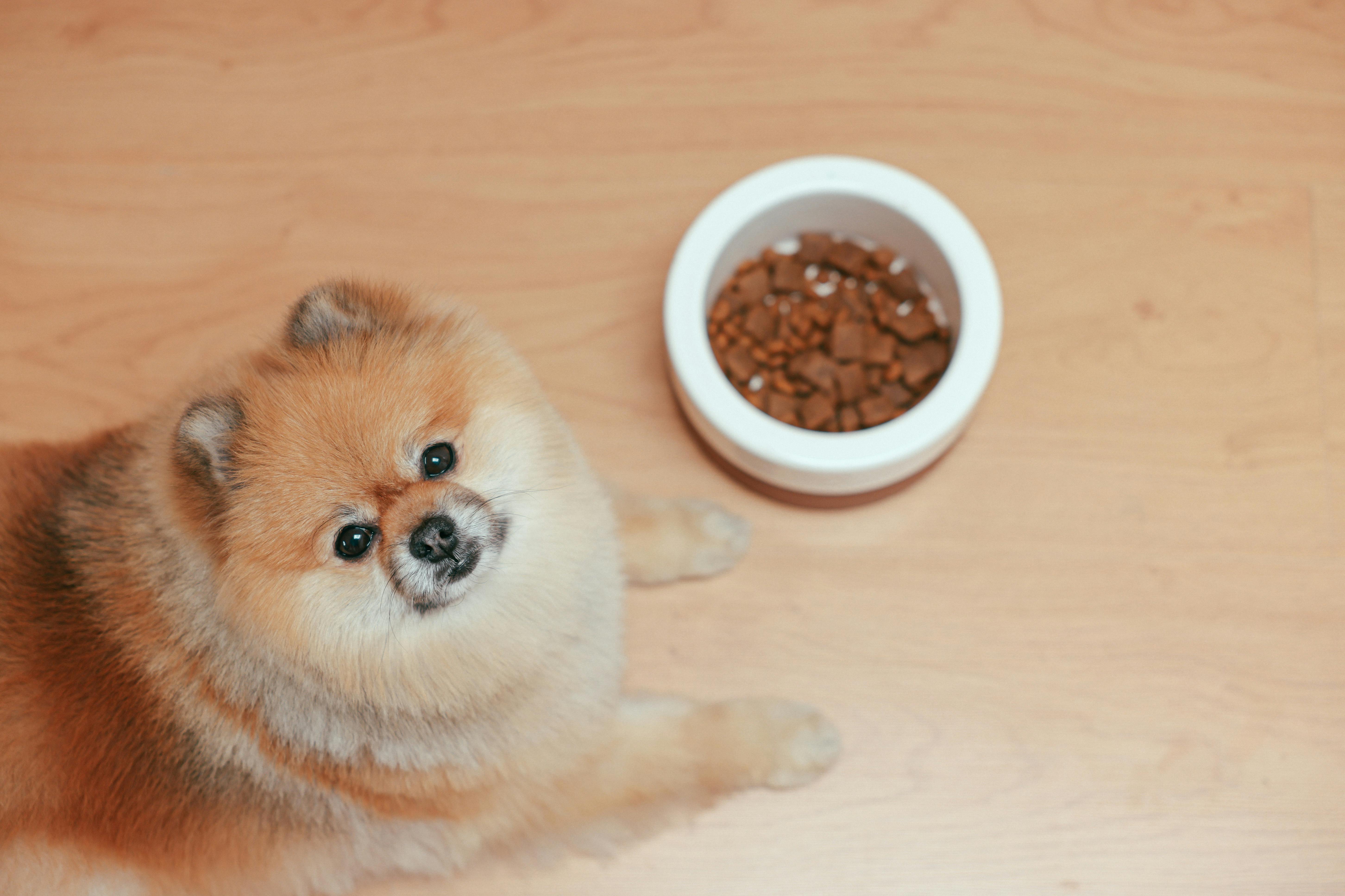 feeding a picky pup