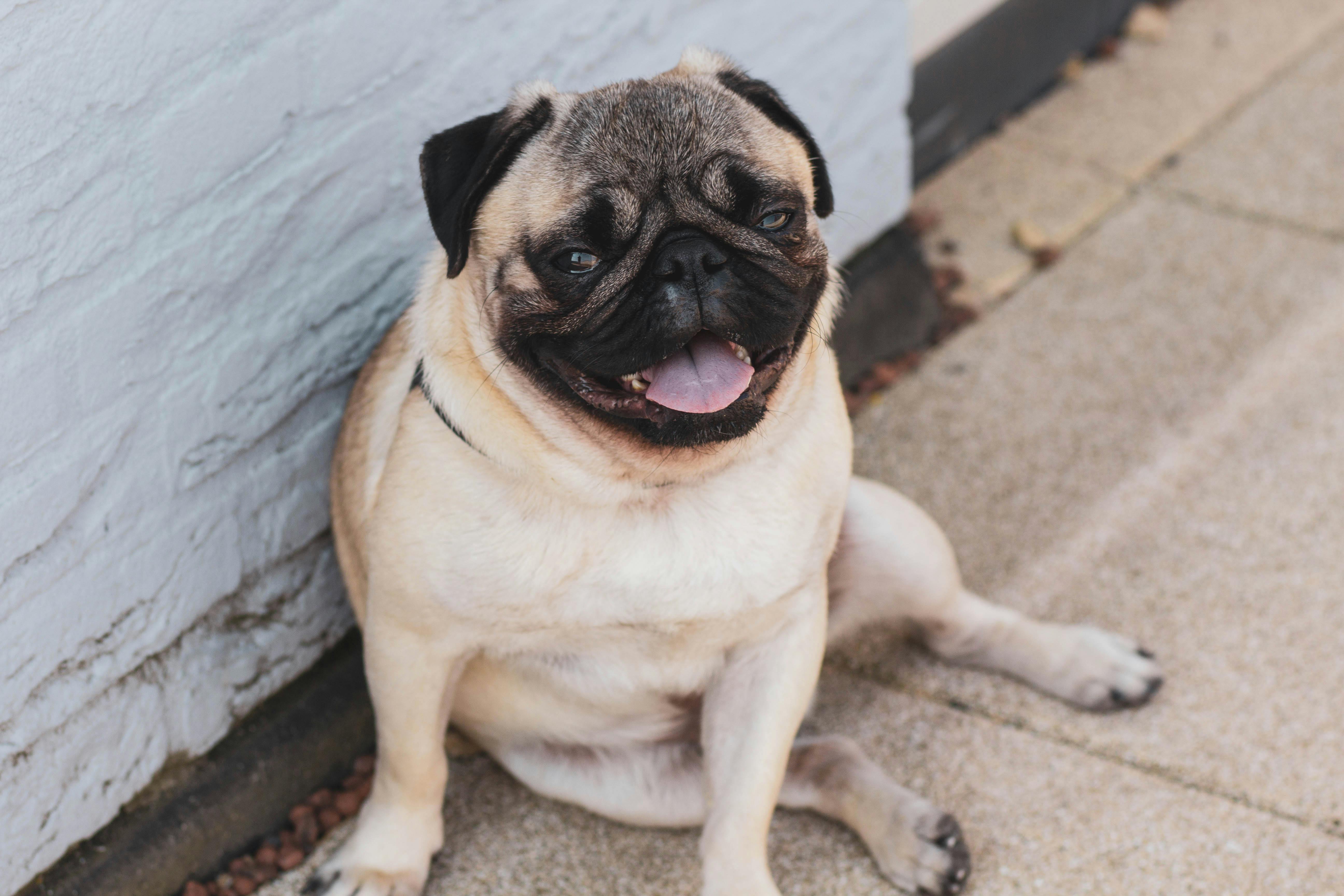 five breeds you should never own pug