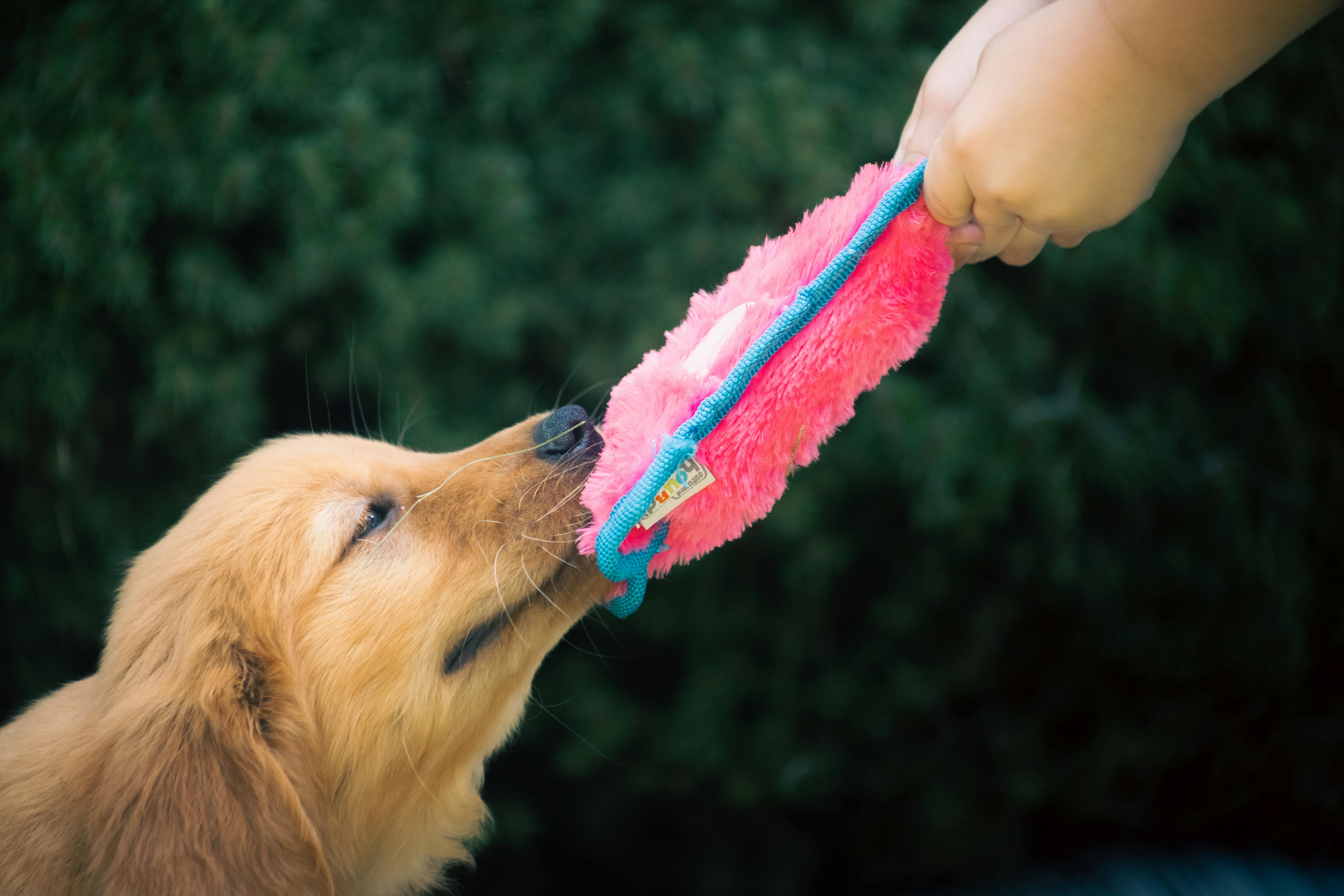 make meal times fun for dogs