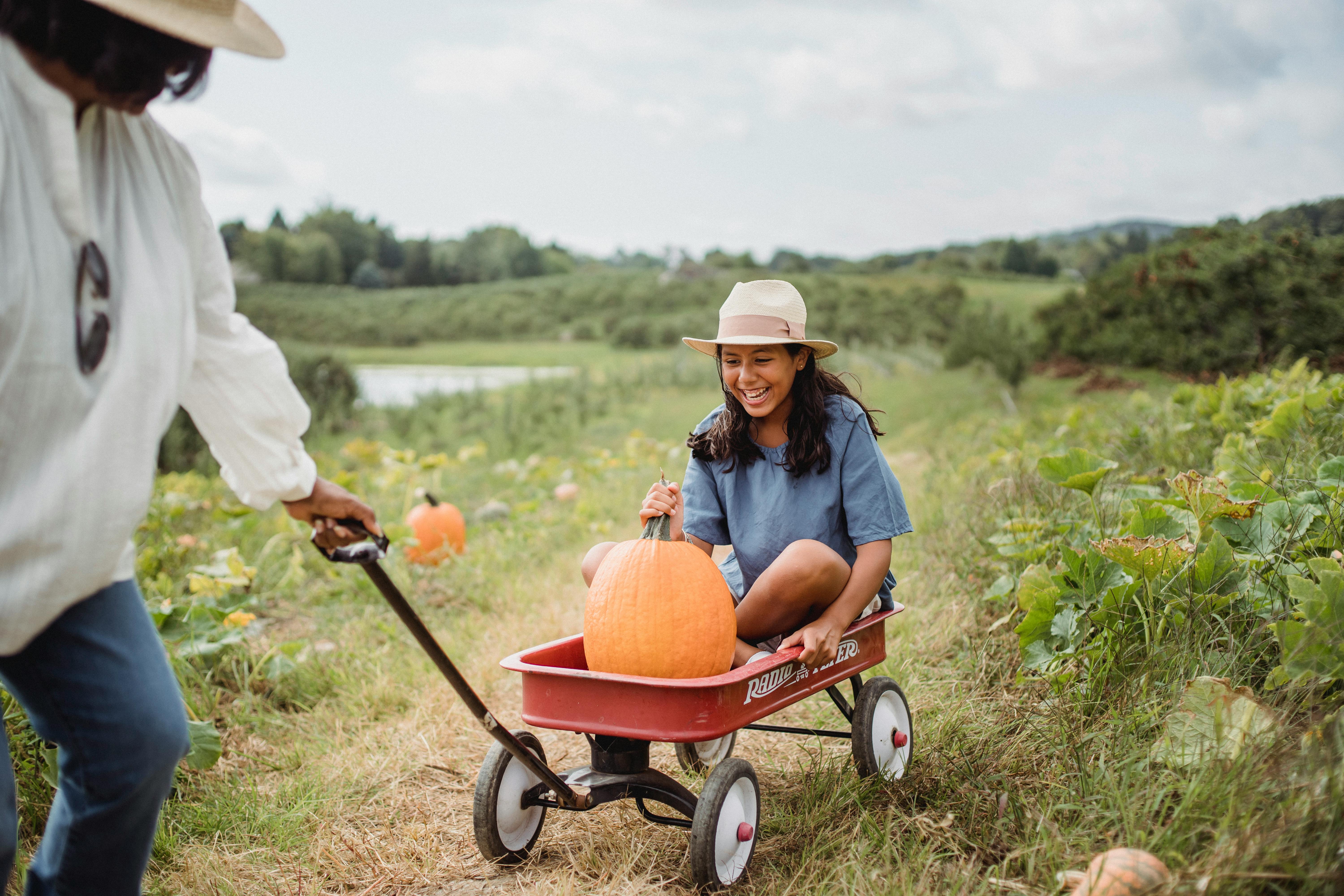 pumpkin picking