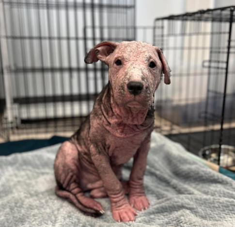 puppy with mange