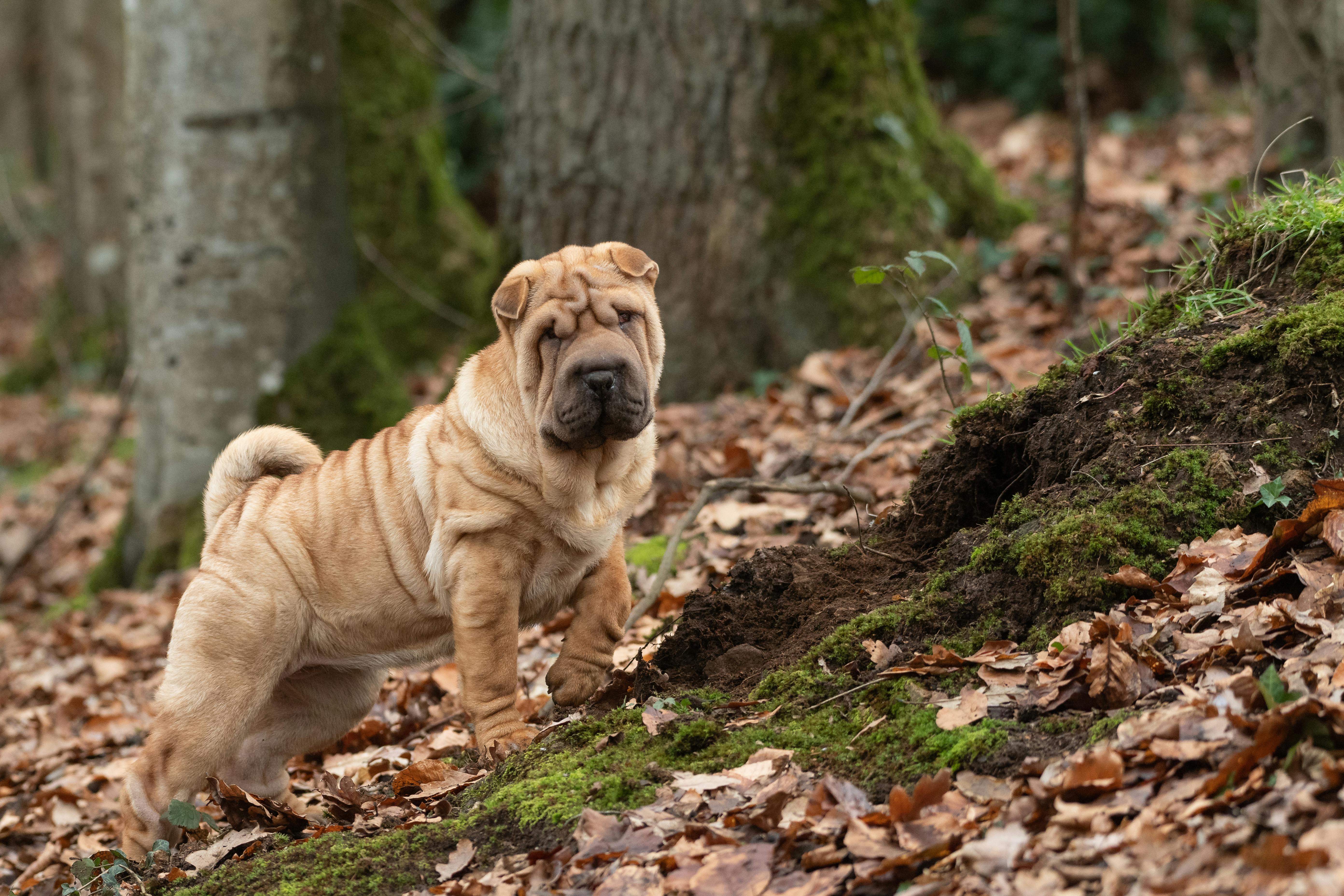 shar pei dog breed