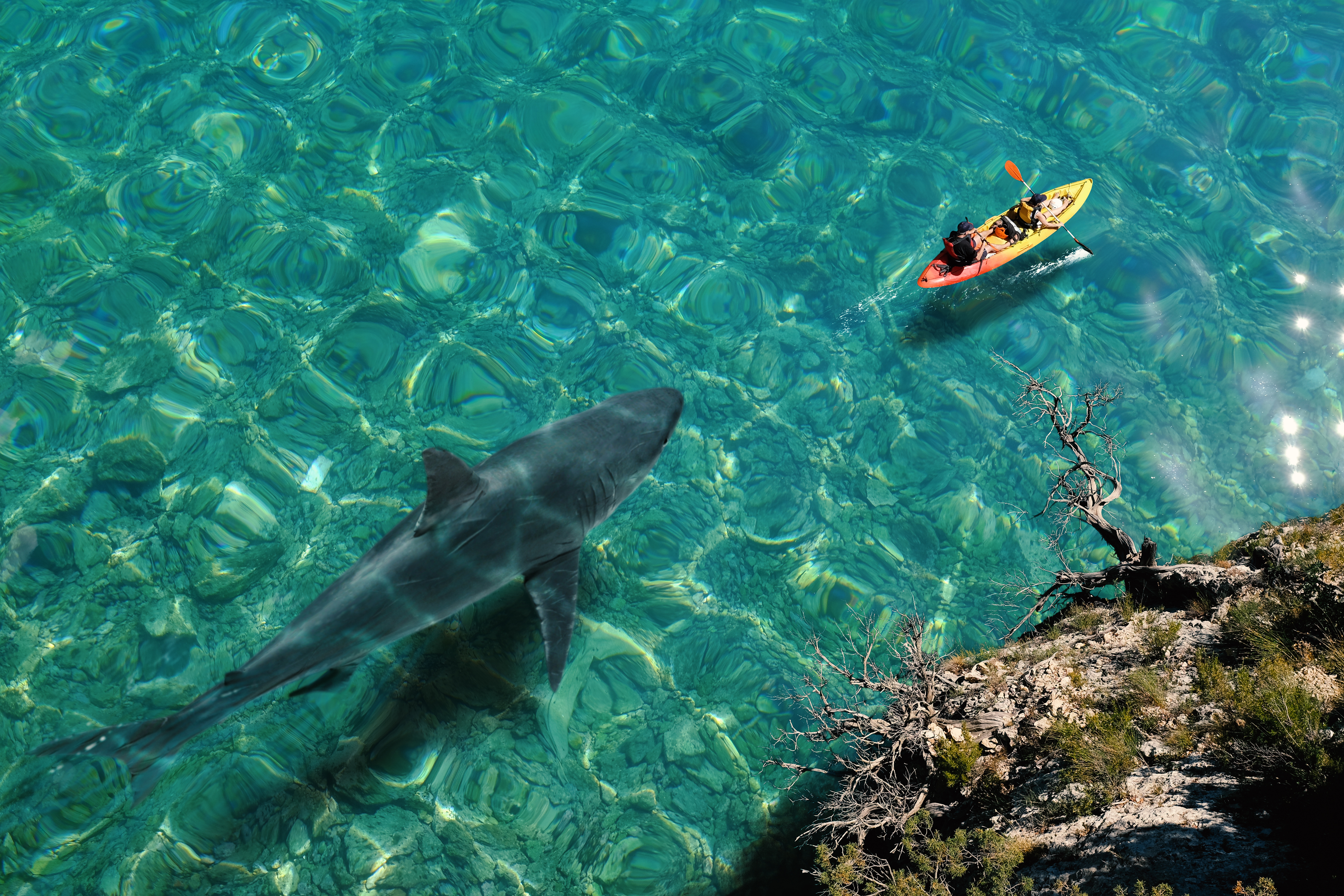 shark attack woman killed by shark