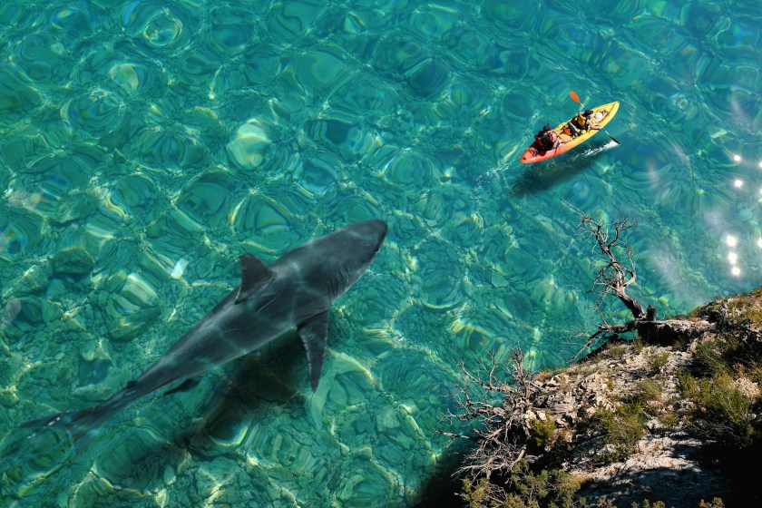shark attack woman killed by shark