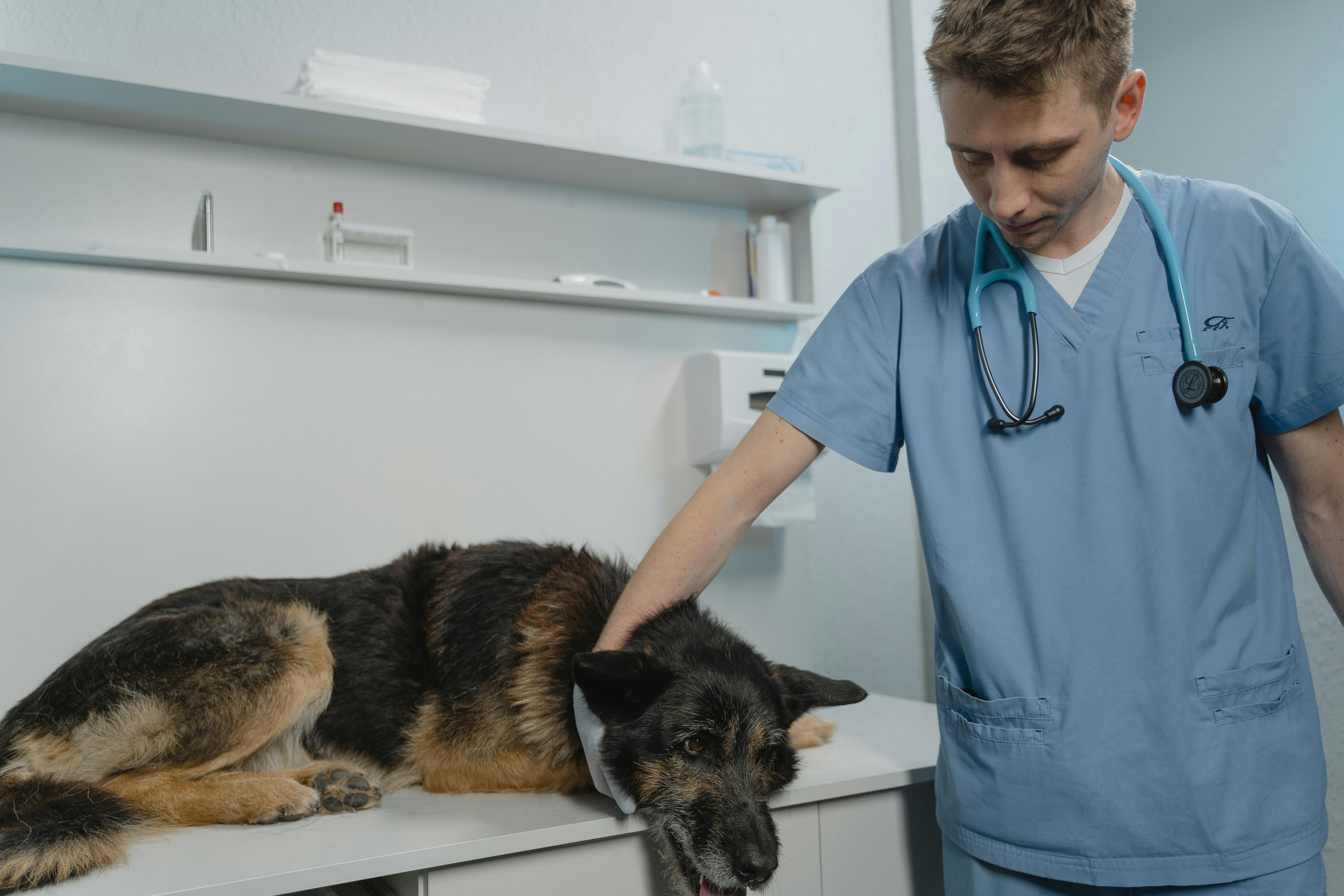 sick dog