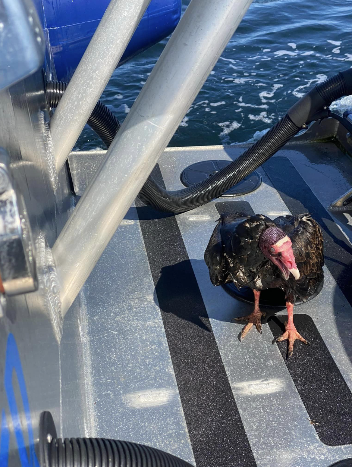 turkey vulture found at sea