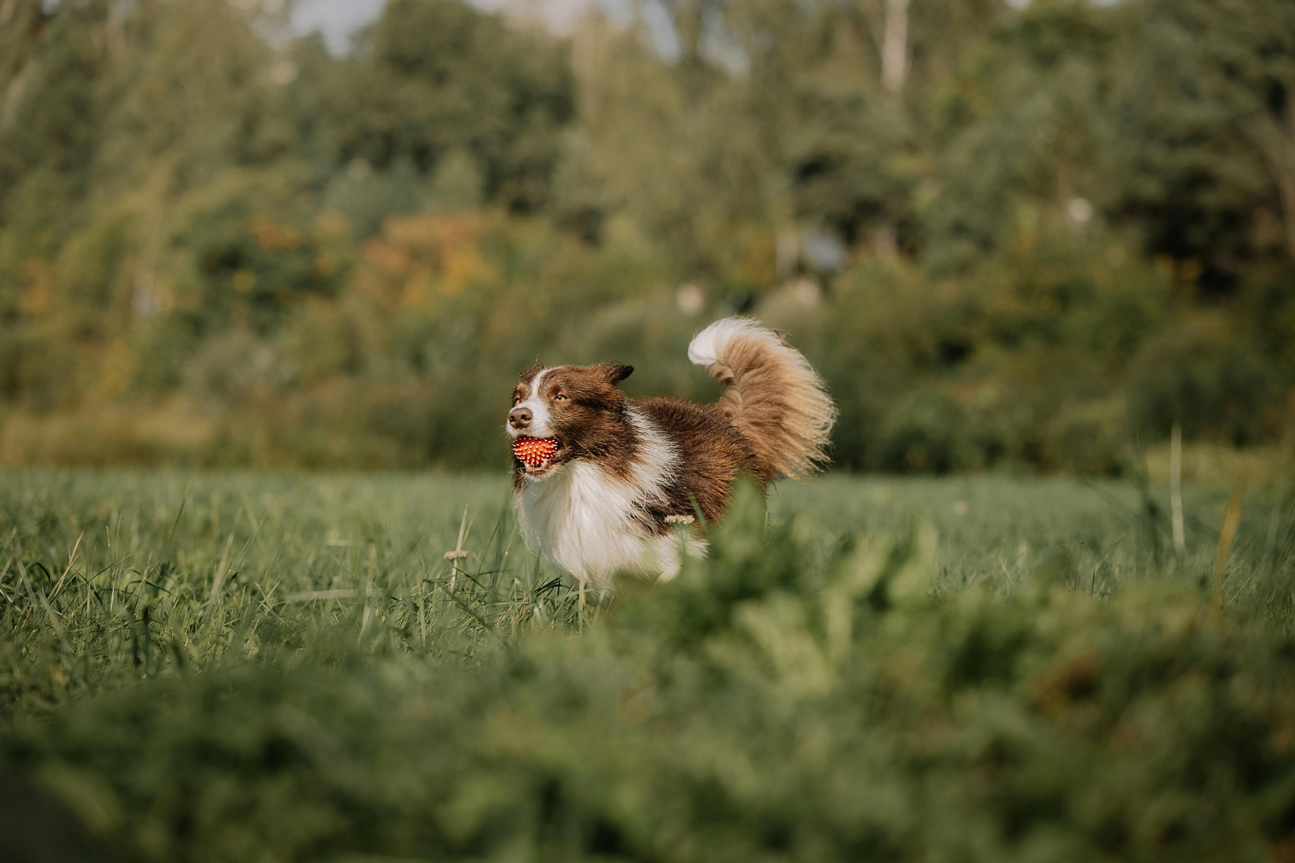 work up an appetite for picky dogs