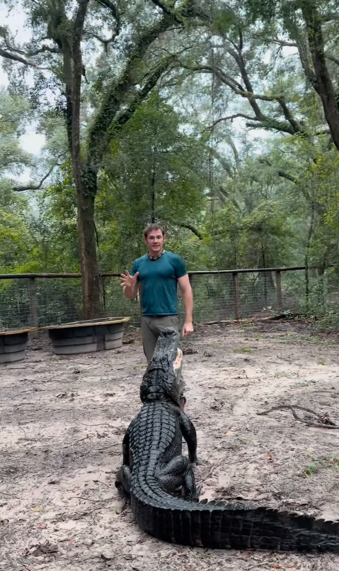 Alligators and Snakes during Hurricane Milton