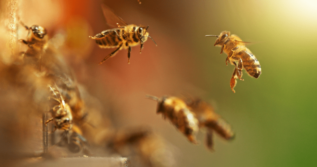 How cars contribute to bee deaths