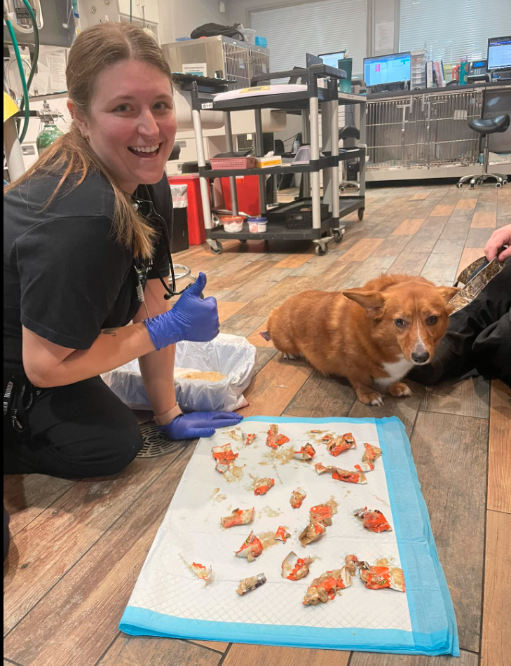 Corgi eats 15 chocolates in one sitting