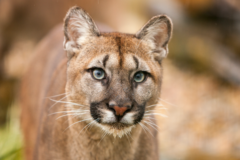Don't try to fight a mountain lion (1)