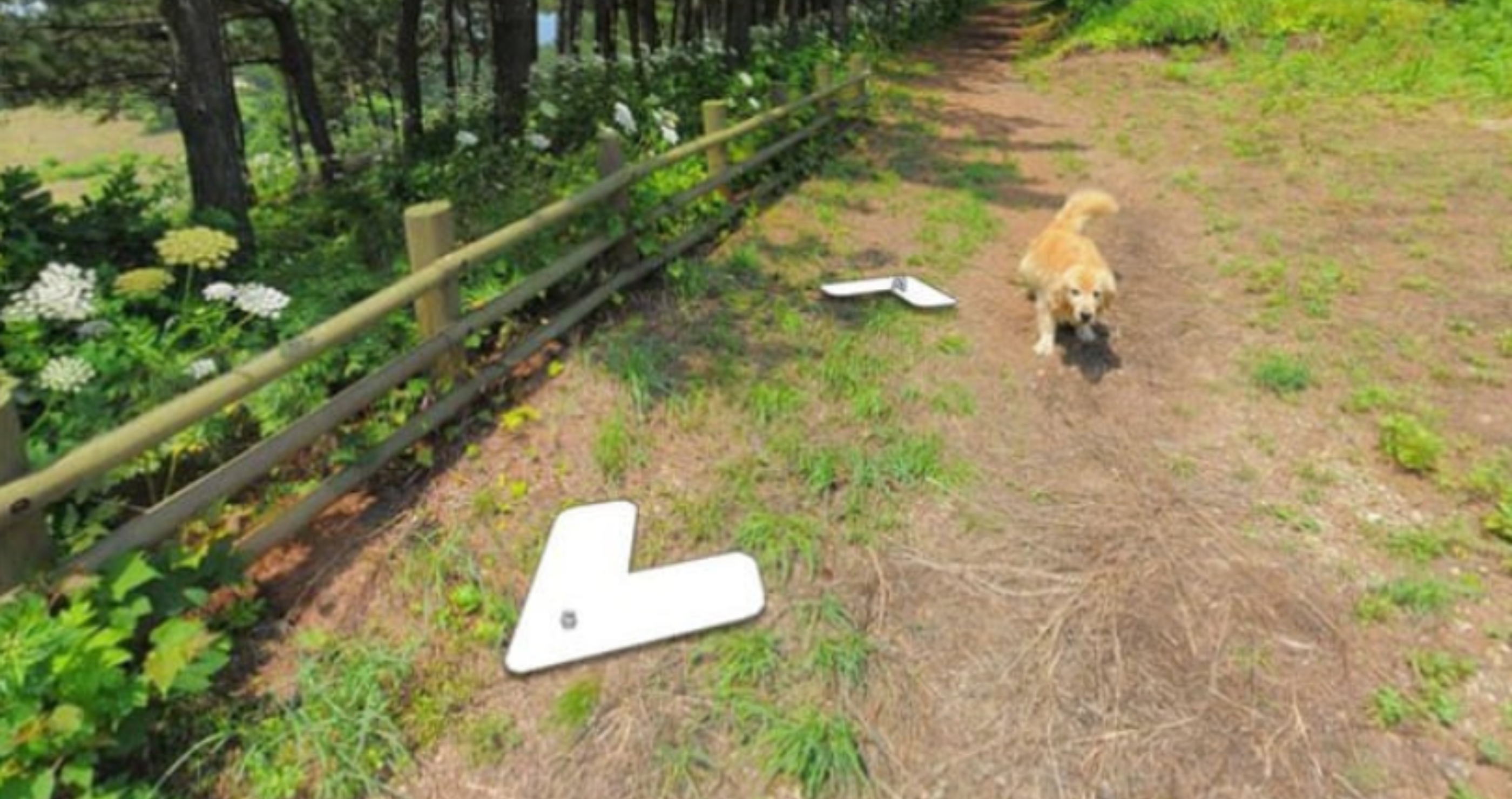 Google Earth dog Maru