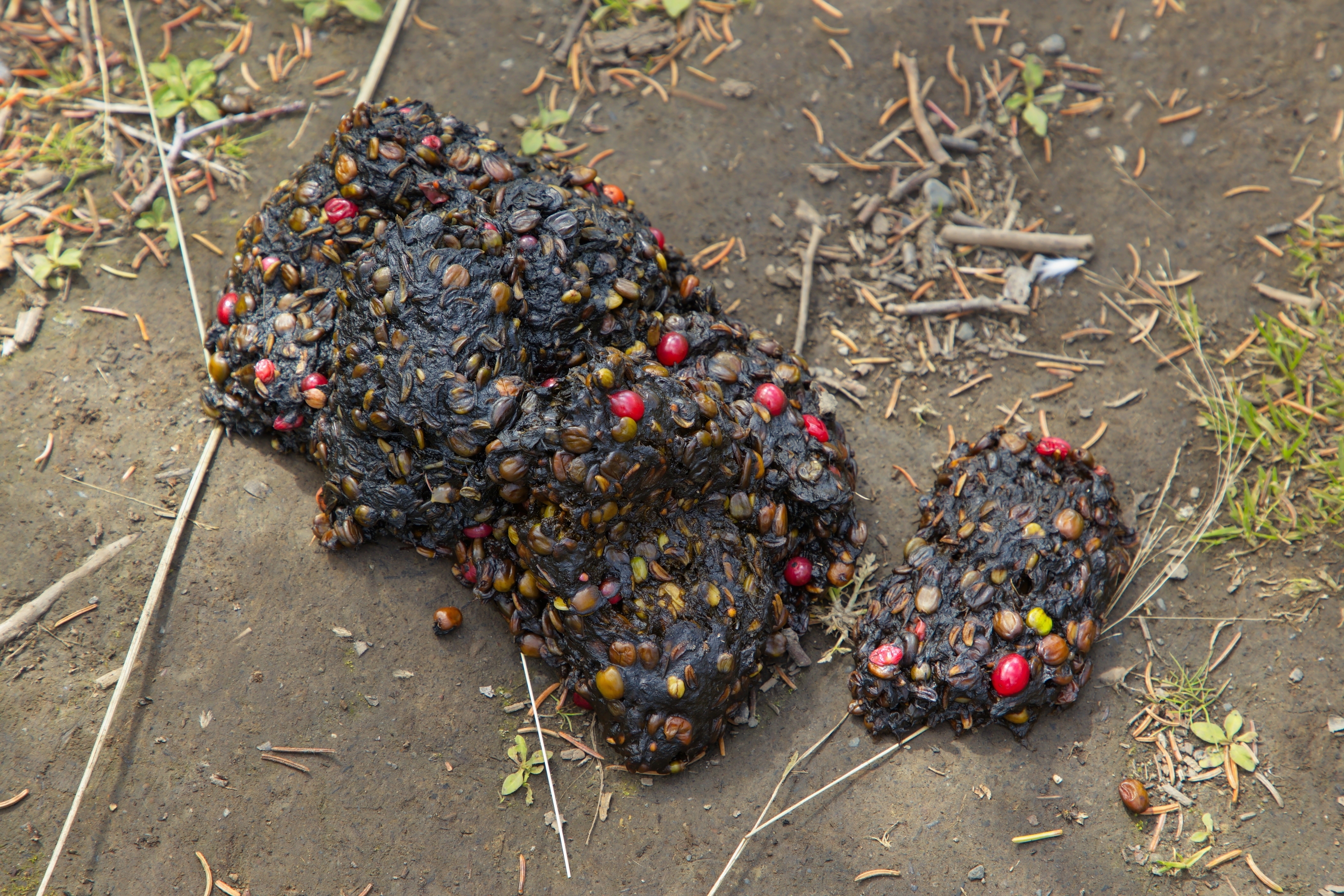 how to tell the difference in scat, bear poop