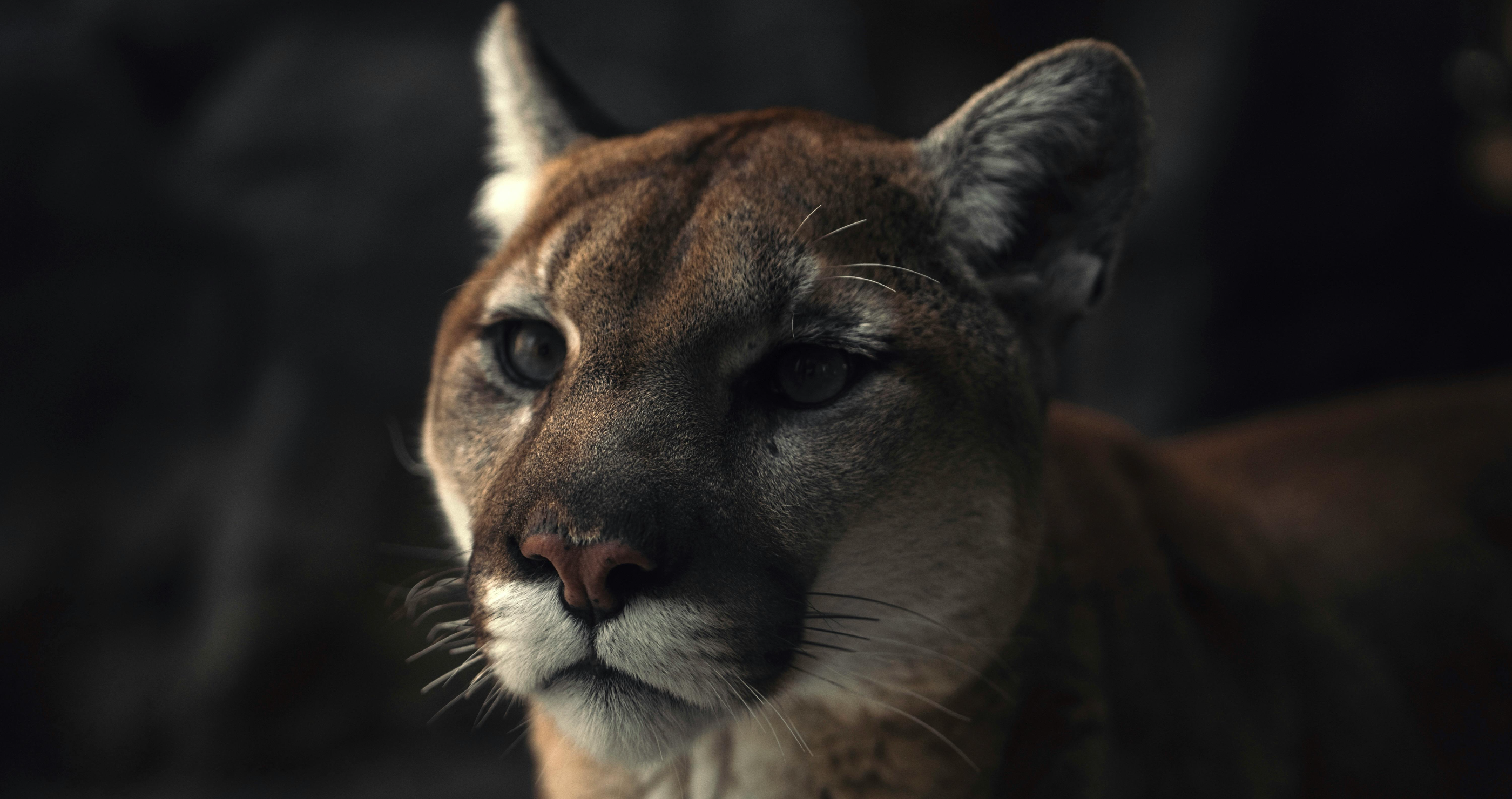 Mountain Lion