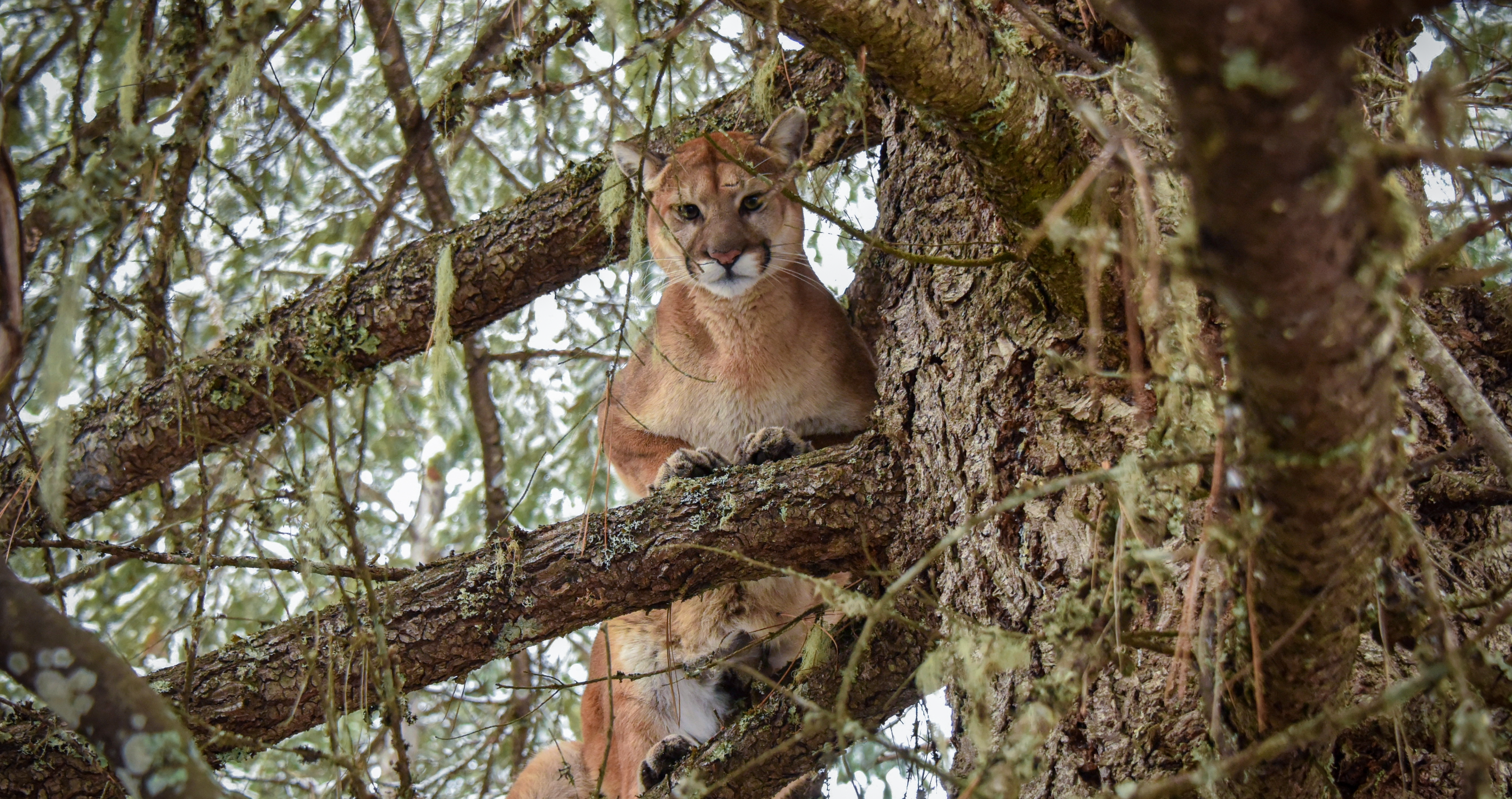 Mountain lion in a tree