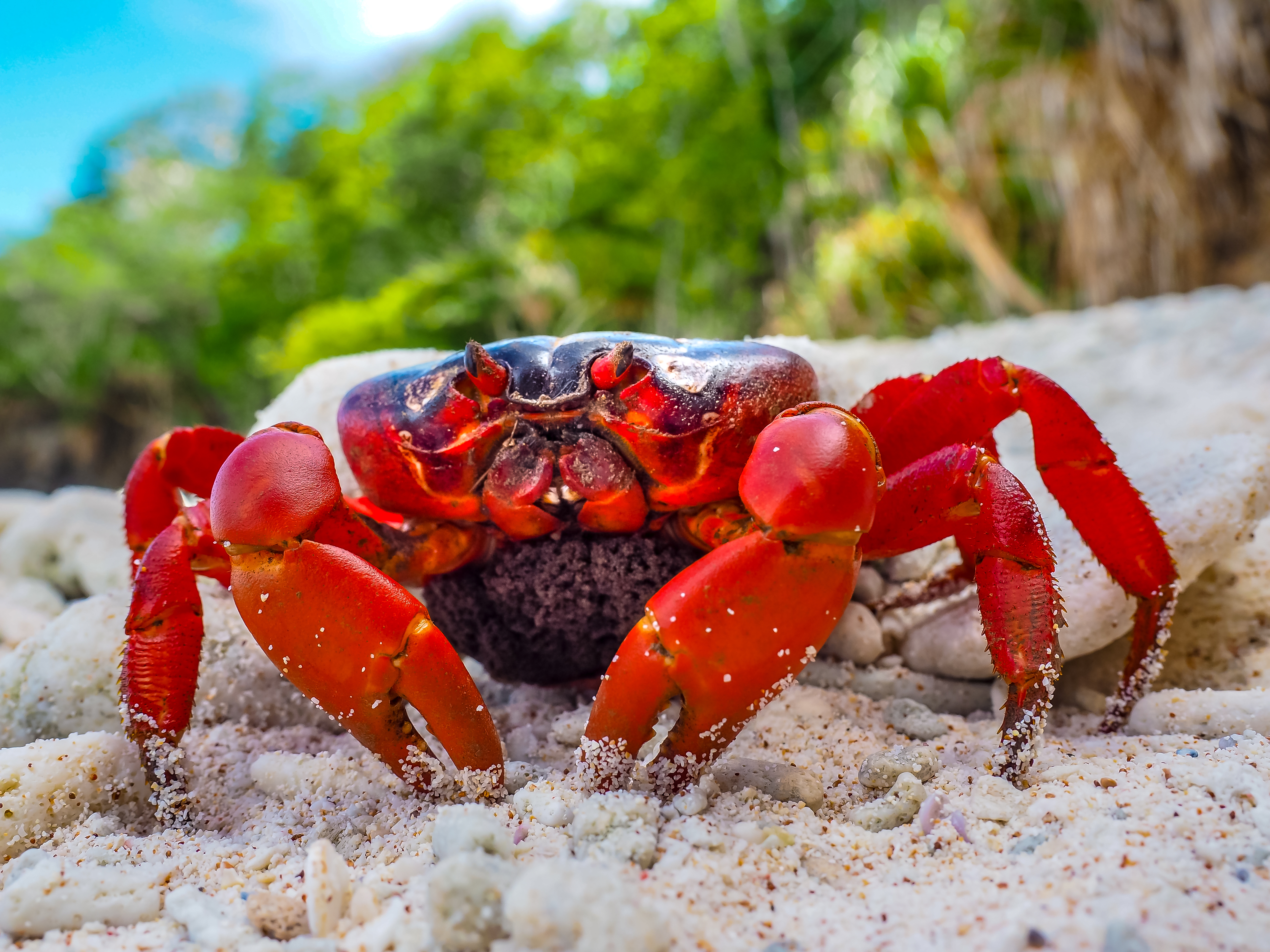 Red Crab on Christmas Island Australia 