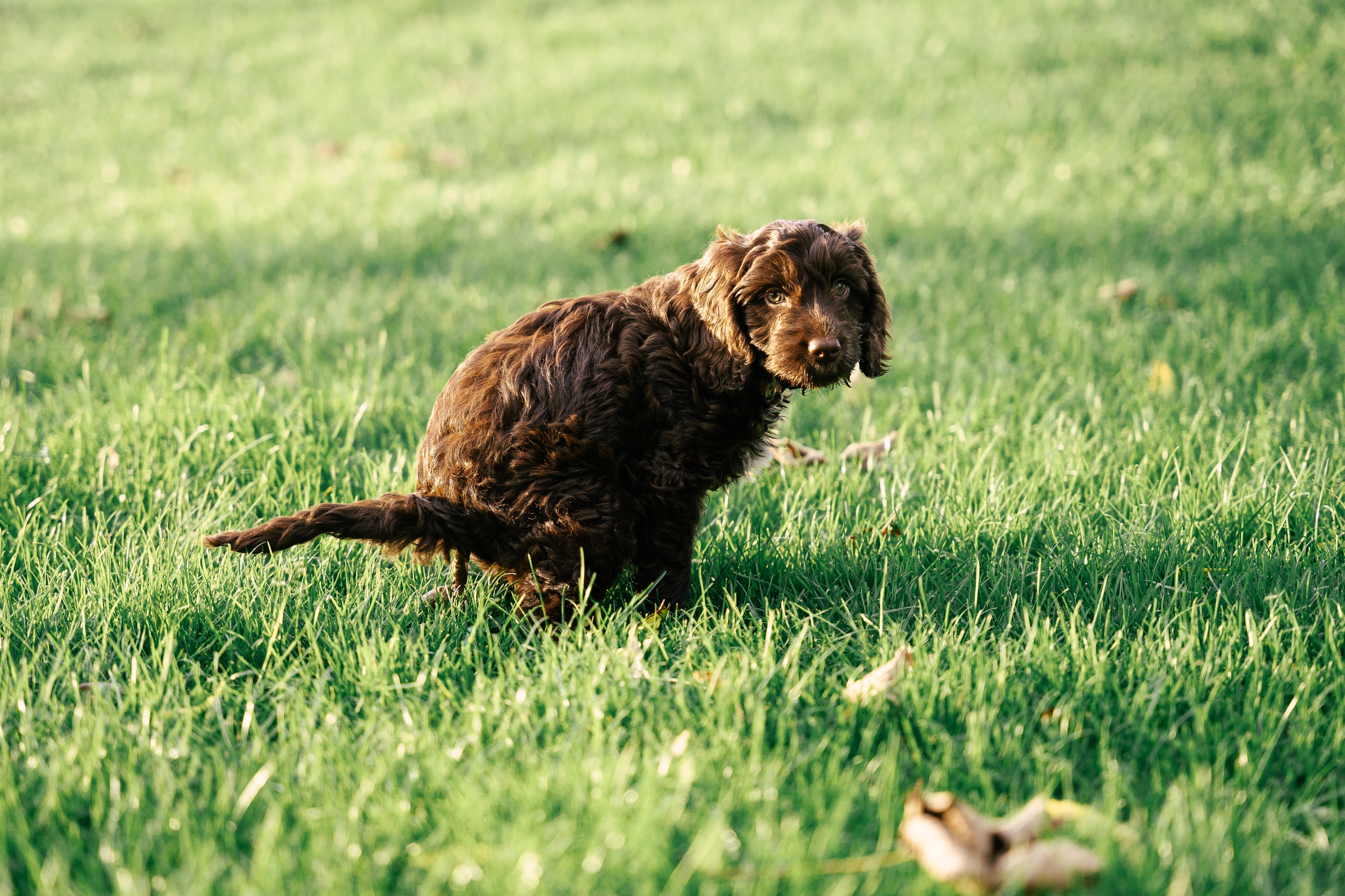tell the difference in scat dog vs bear poop
