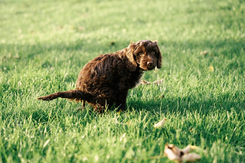 tell the difference in scat dog vs bear poop