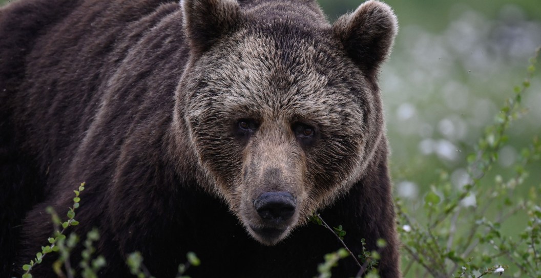 Wanted Man Allegedly Fakes Bear Attack To Cover Up Murder