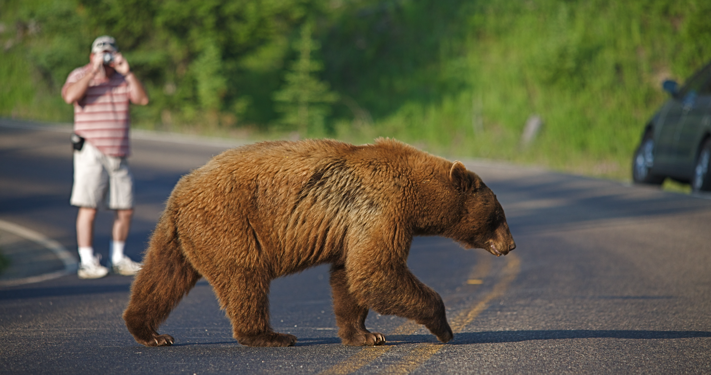 Warning to visitors at Yellowstone Park too close to bear