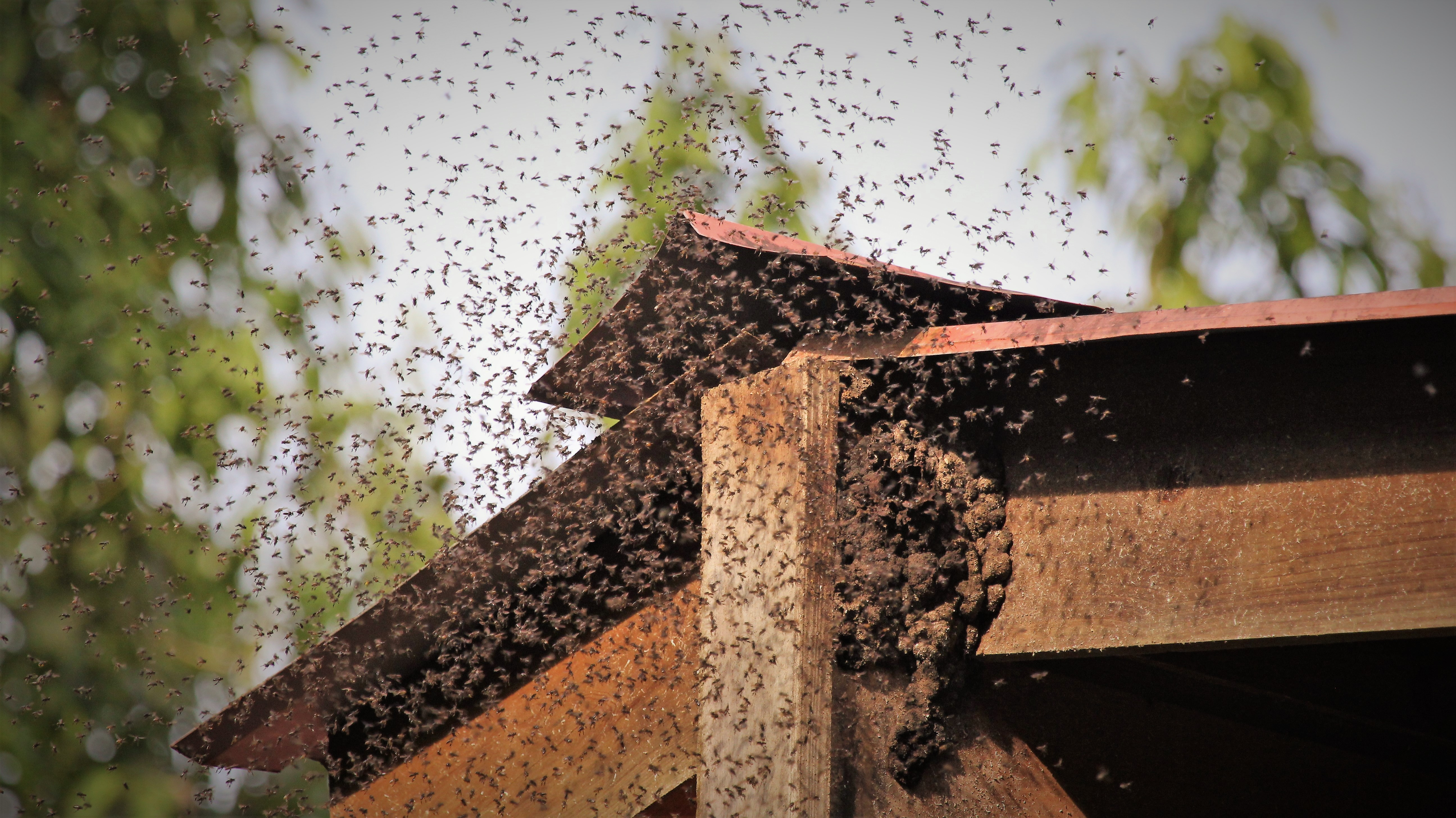 bees swarming 