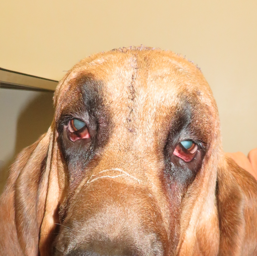 blood hound gets a facelift