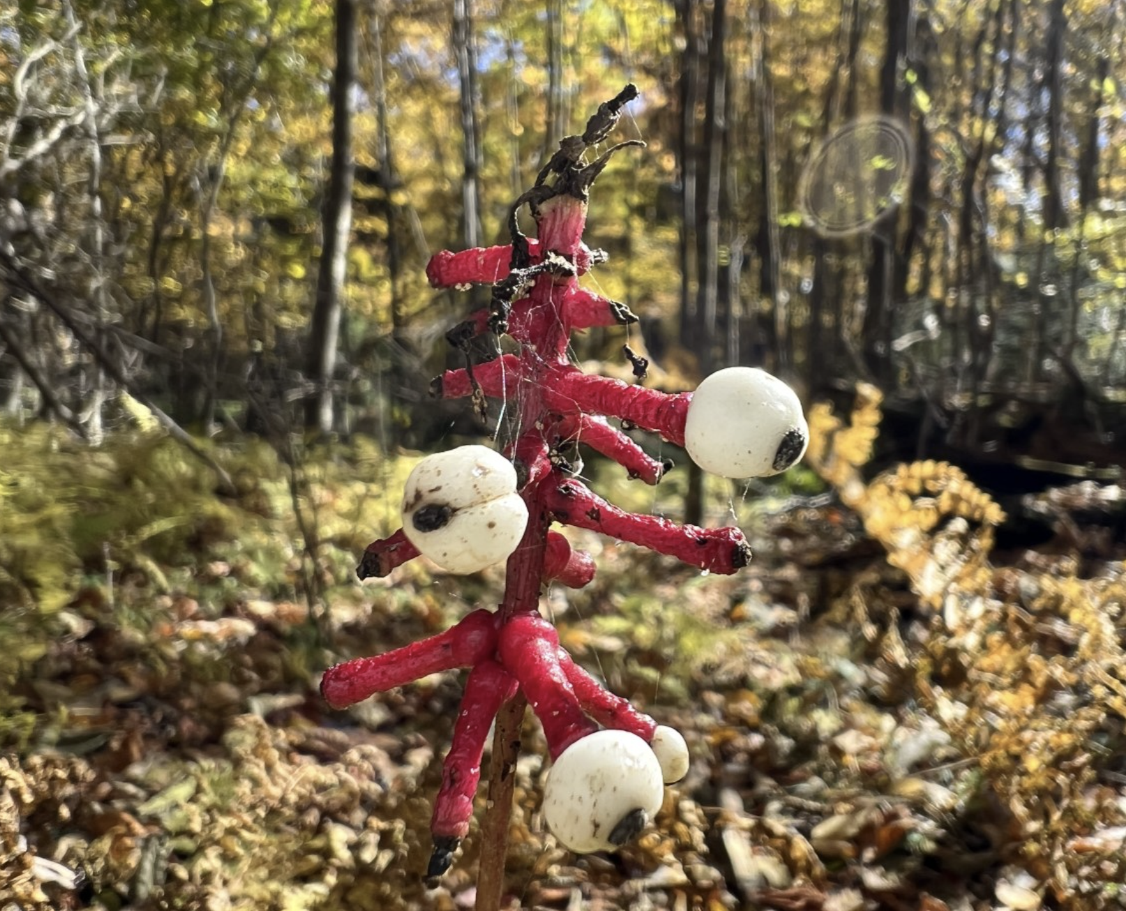 deadly red plant