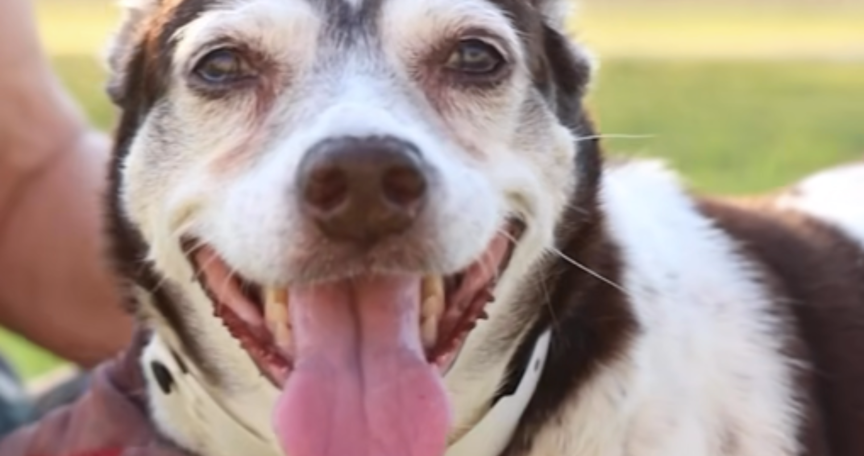 dog stranded in canal beat all odds