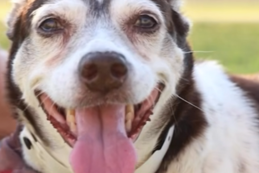 dog stranded in canal beat all odds