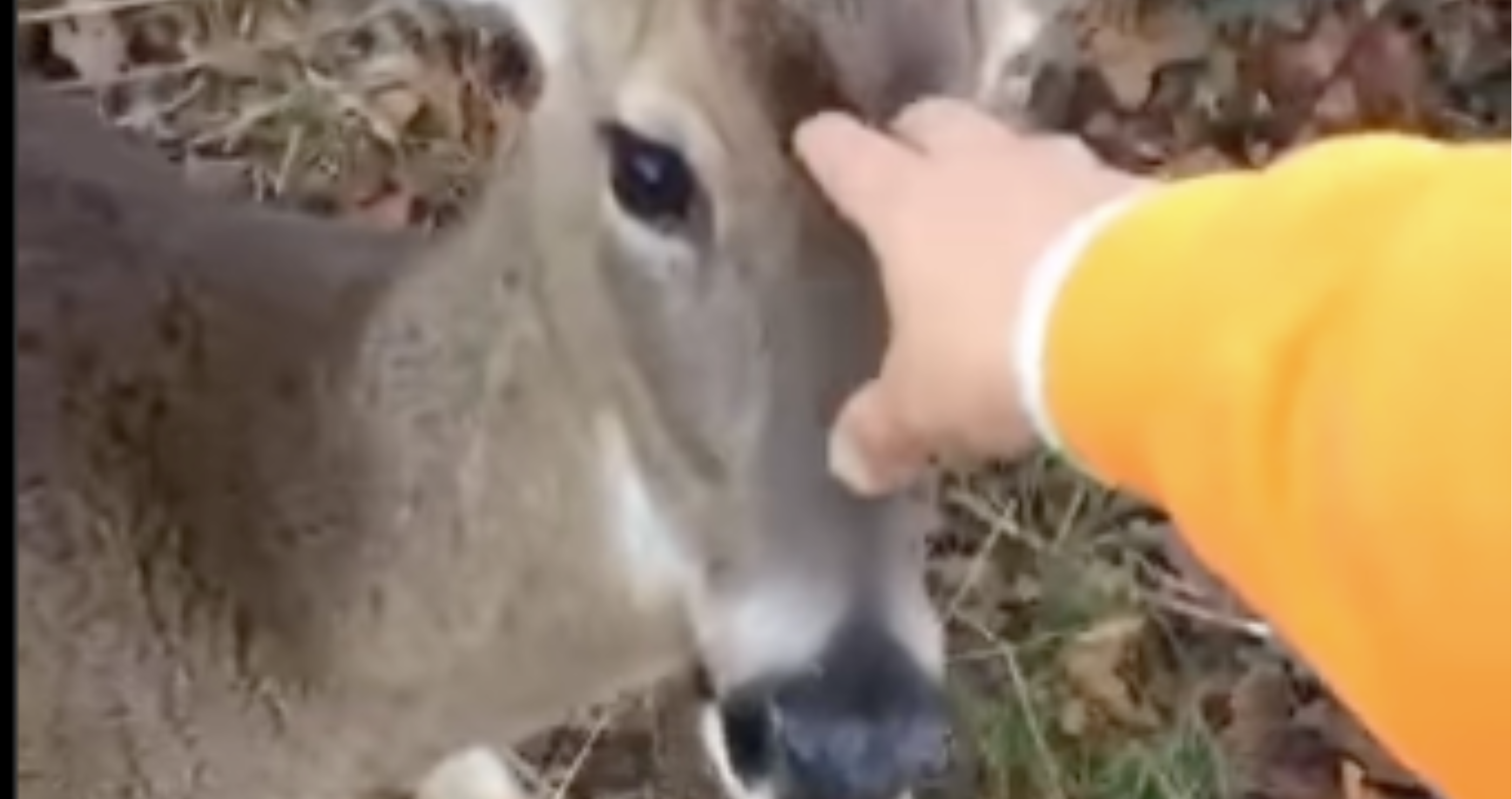 dont try and pet a deer