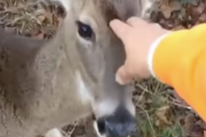 dont try and pet a deer