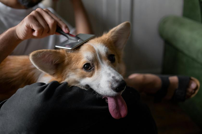 favorite hiding spots of ticks on dogs