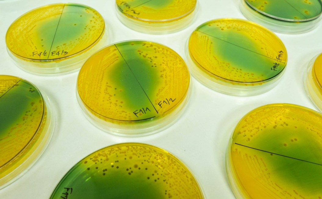flesh-eating bacteria found in Florida waters