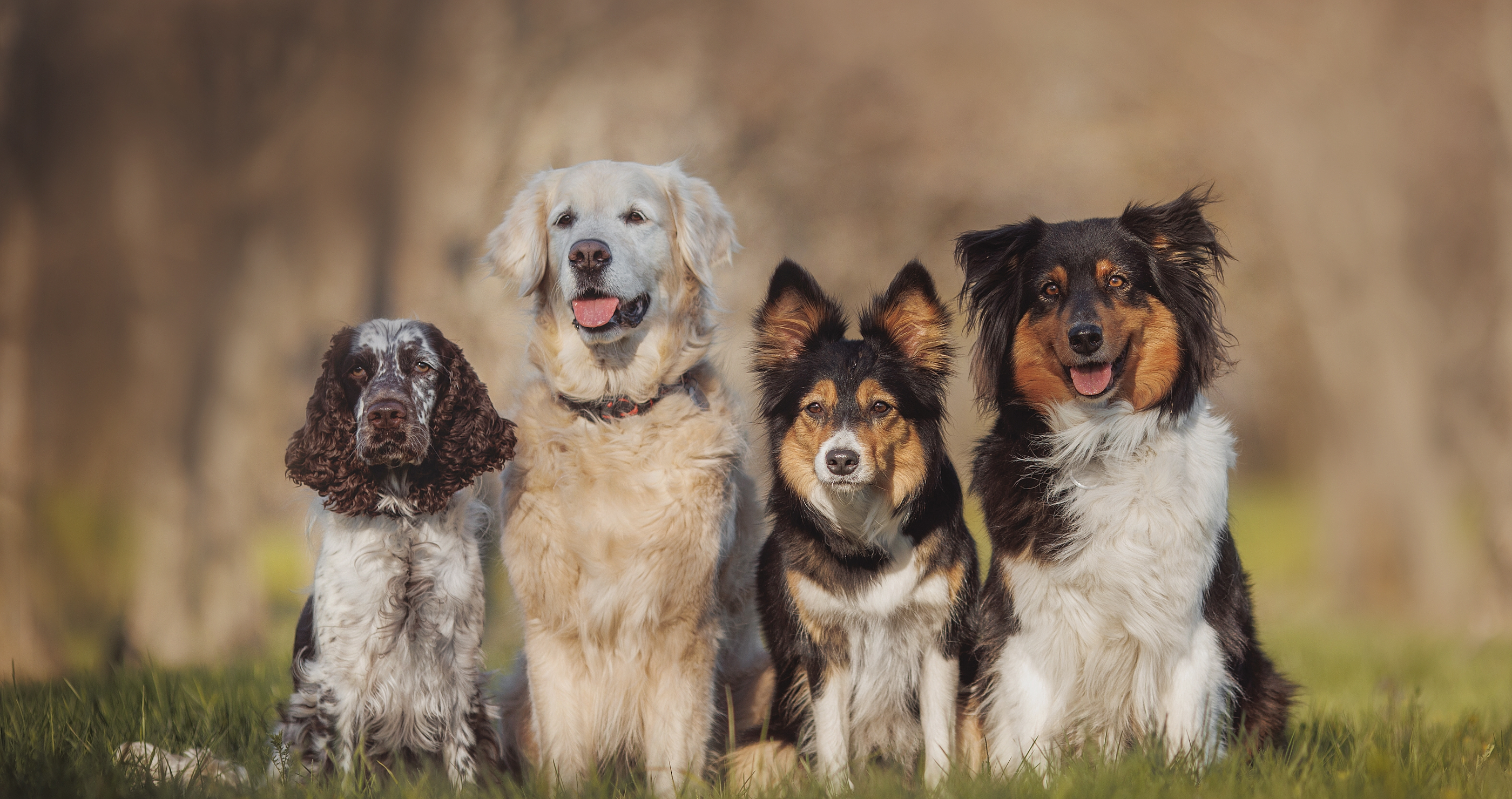 group of dogs most unique dog names 2024