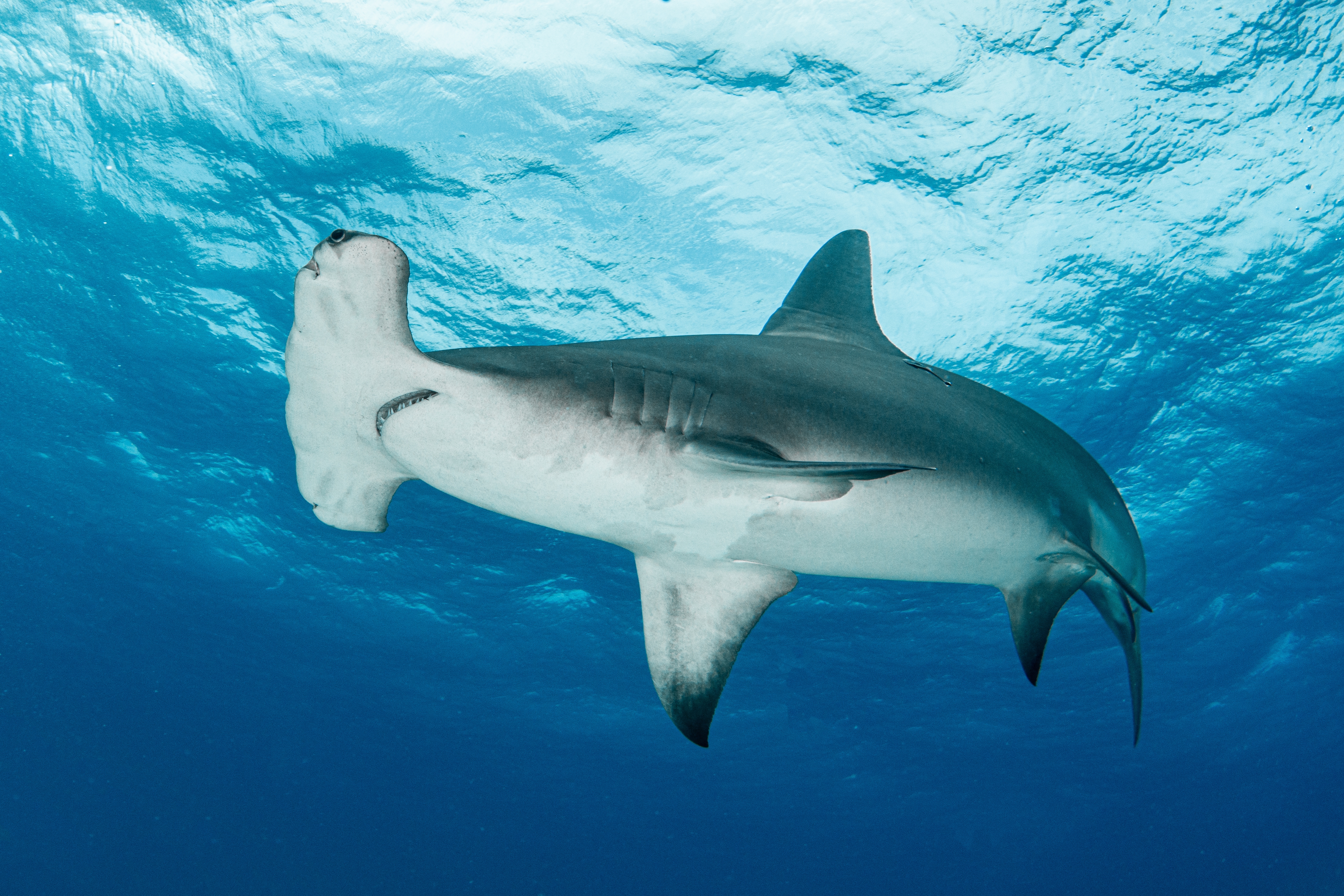 hammerhead shark attacks kayaker