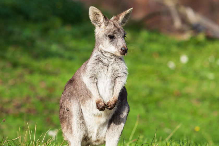 little kangaroo
