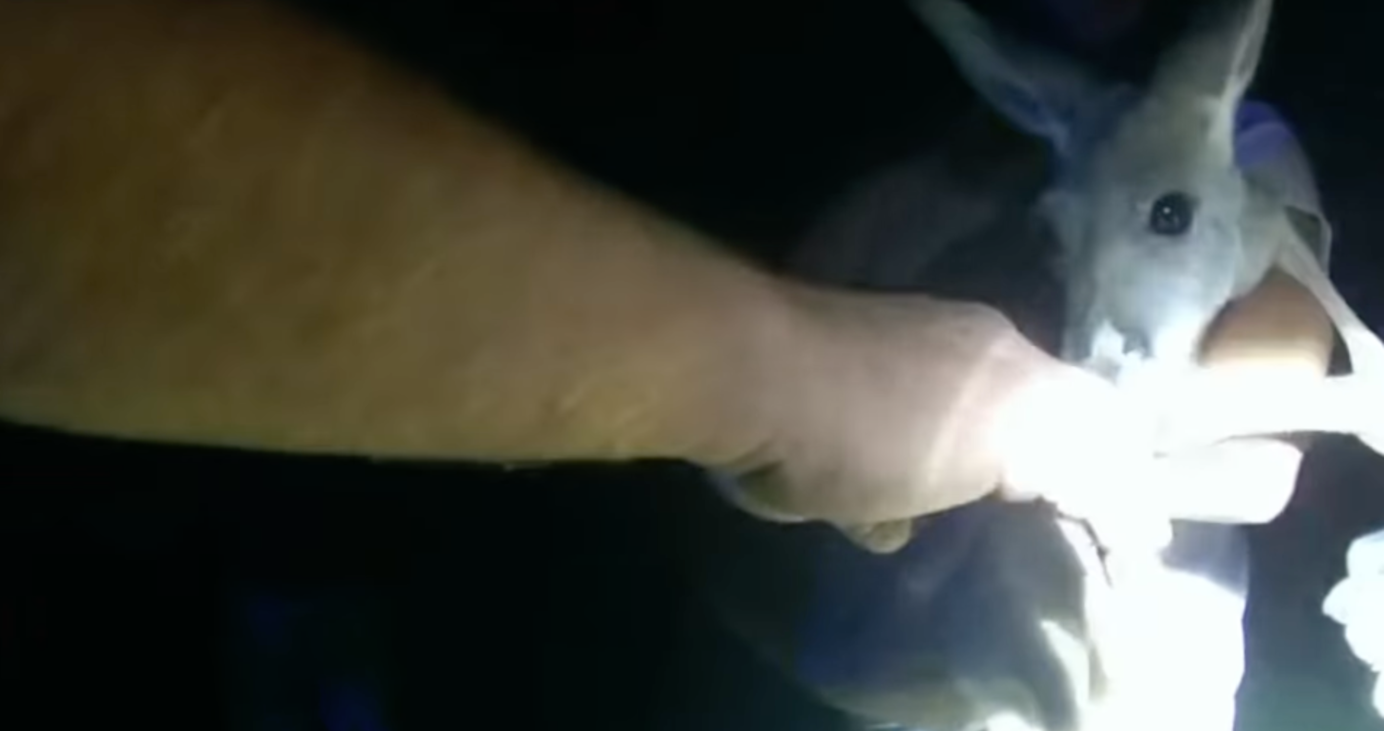 pet kangaroo escapes