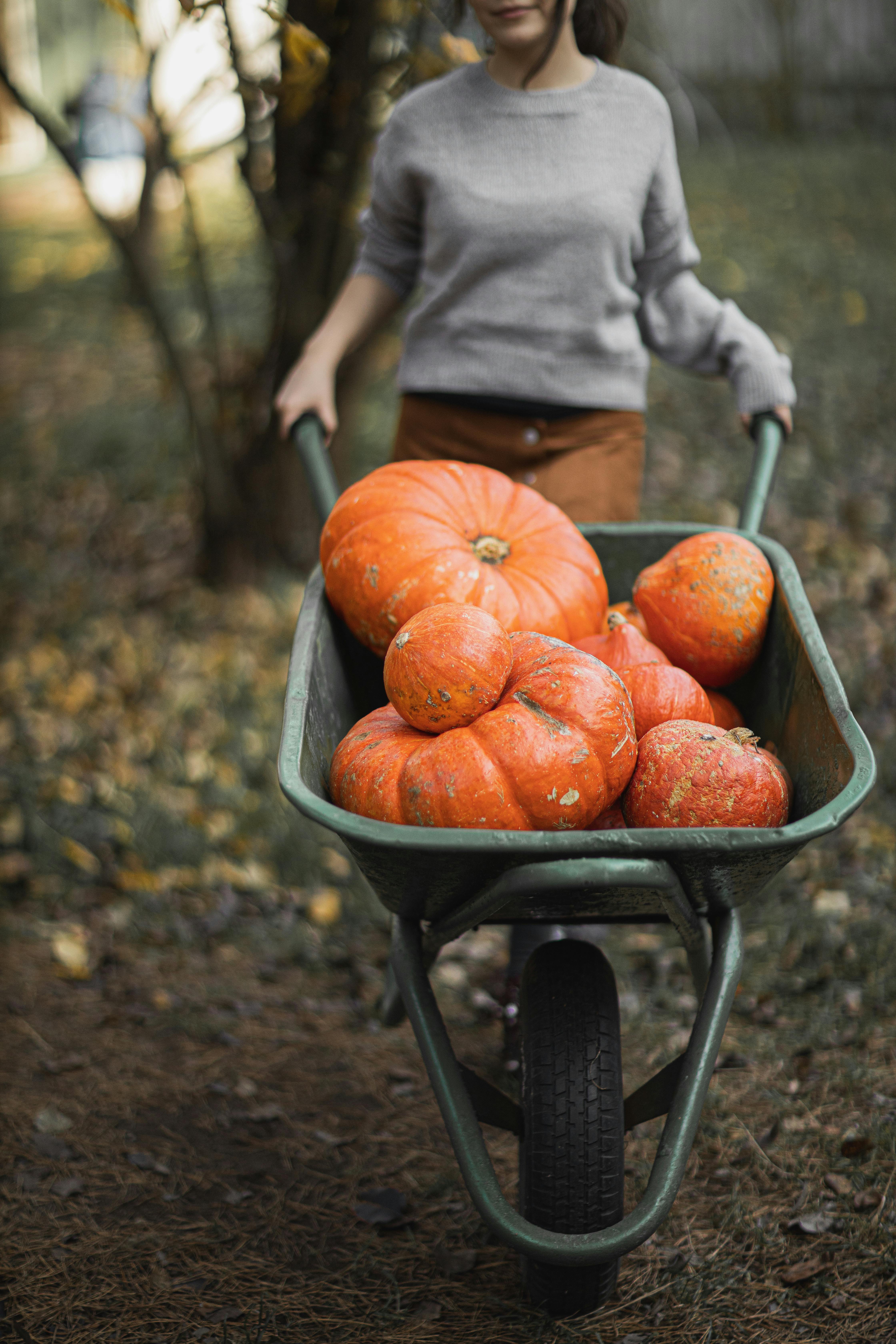 pick the perfect pumpkin