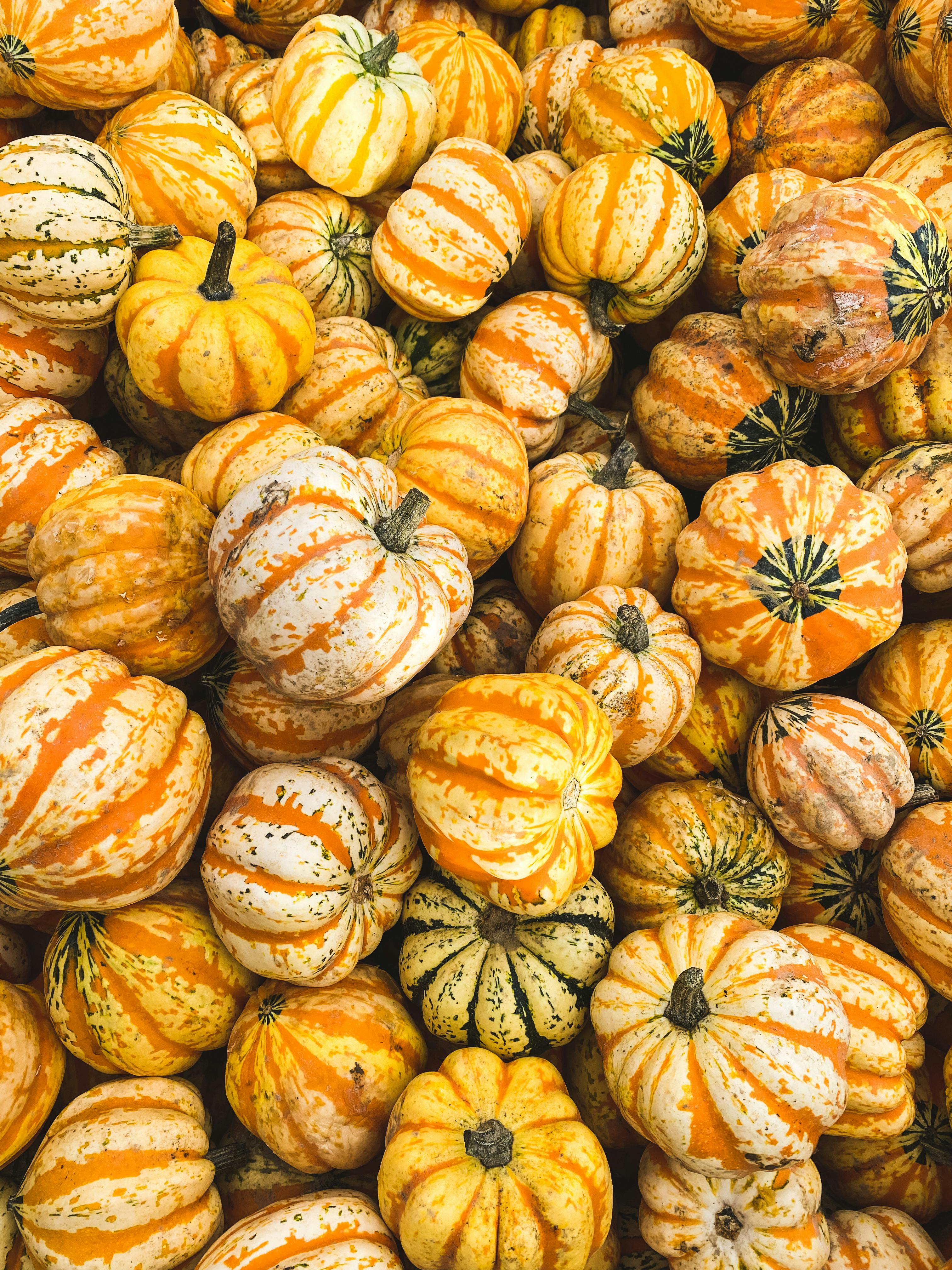 picking the perfect pumpkin