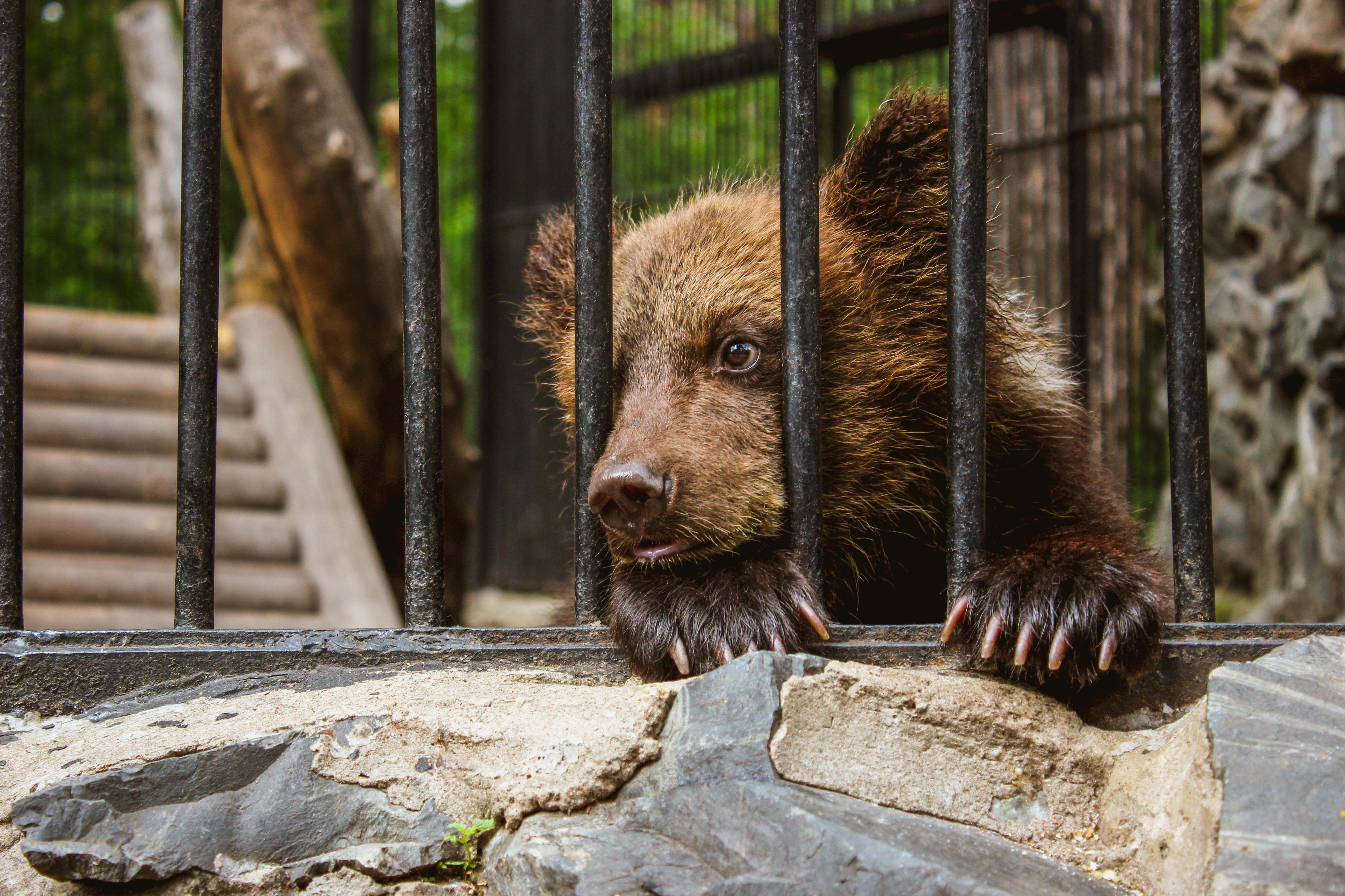 sad bear at the zoo