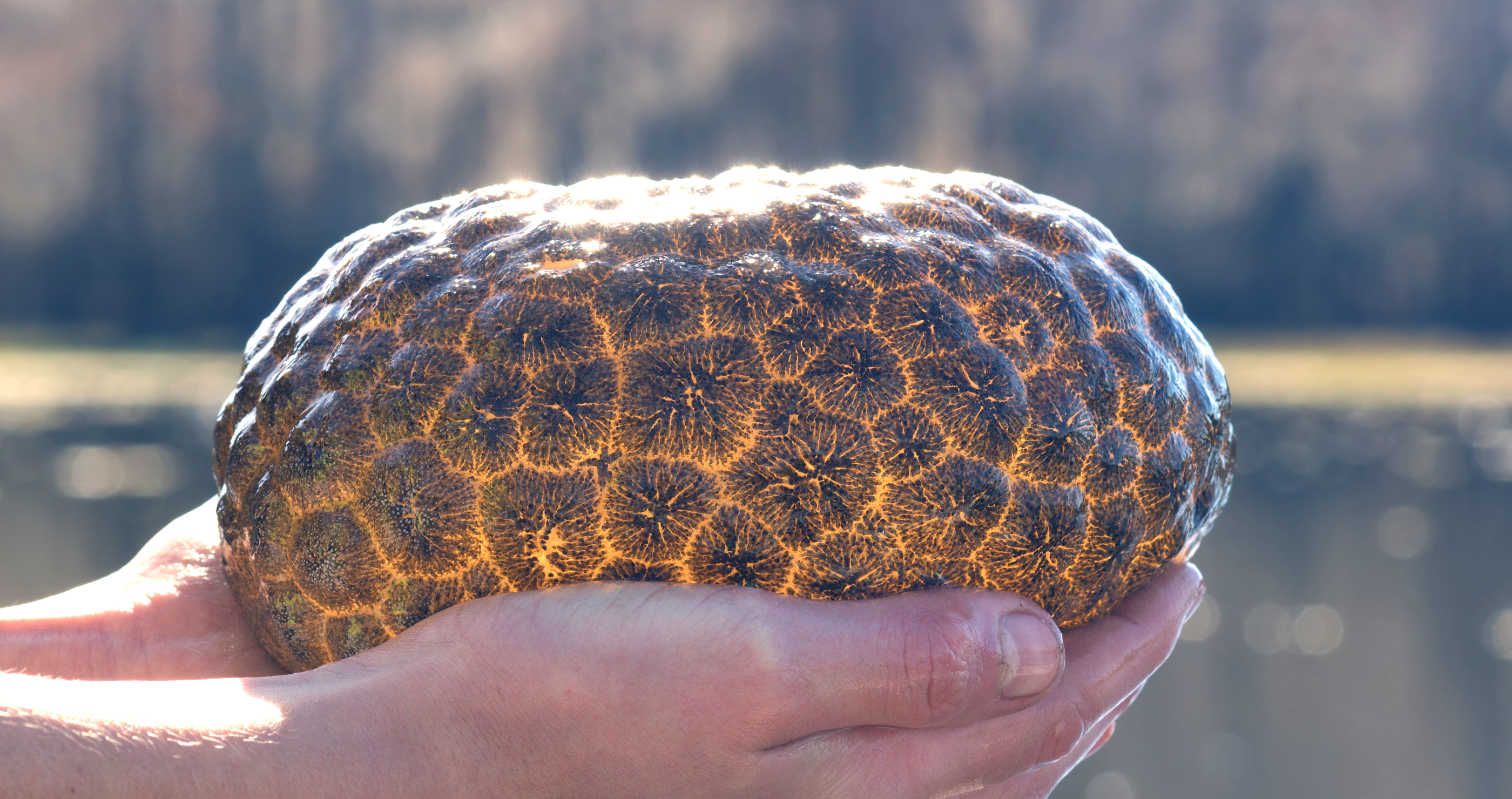 weird 'alien egg' found in river in Holland