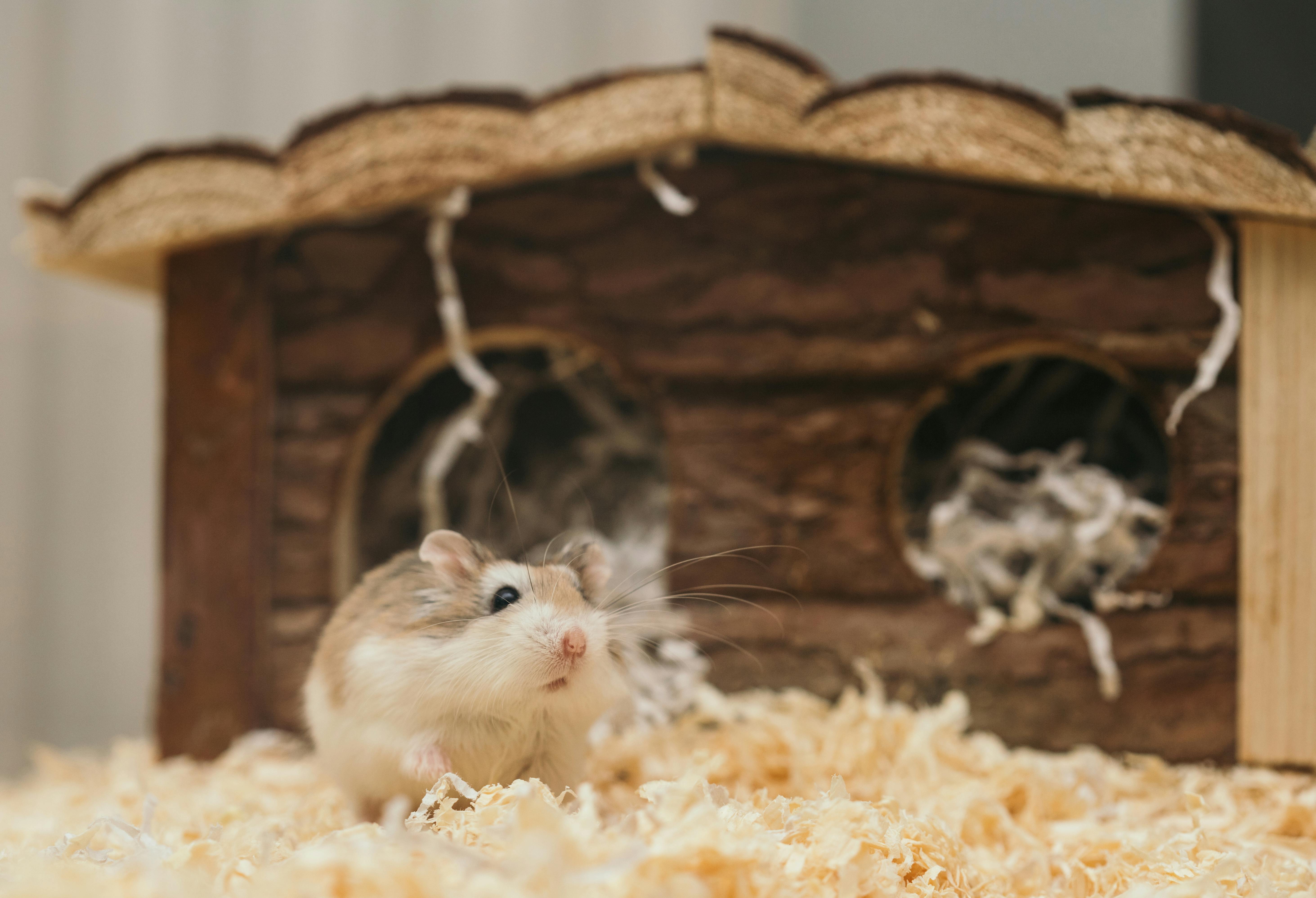 woman suffers hamster bite